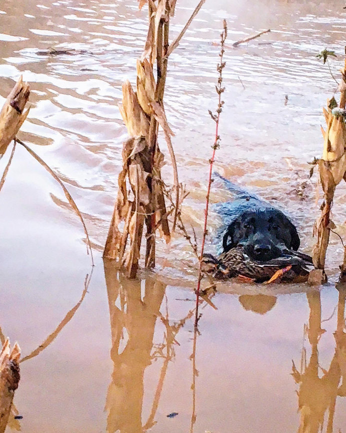 2025/2026 Game Bird Hunt Application