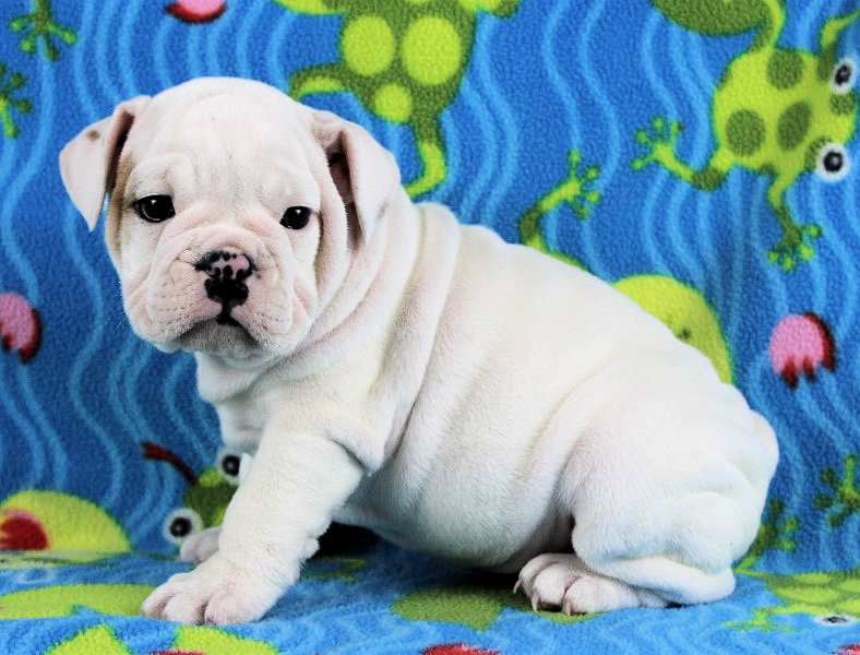 Puppies Newbies Sugarplum Bulldogs The Smaller English Bulldog Puppies Puppies Newbies Sugarplum Bulldogs The Smaller English Bulldog Puppies