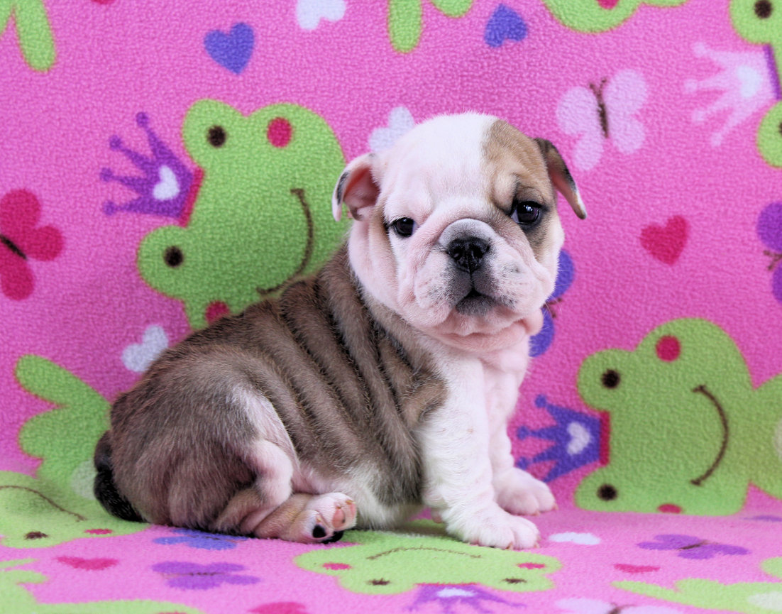 Sweet puppy turns vicious when human flips him off, image size:1102x865