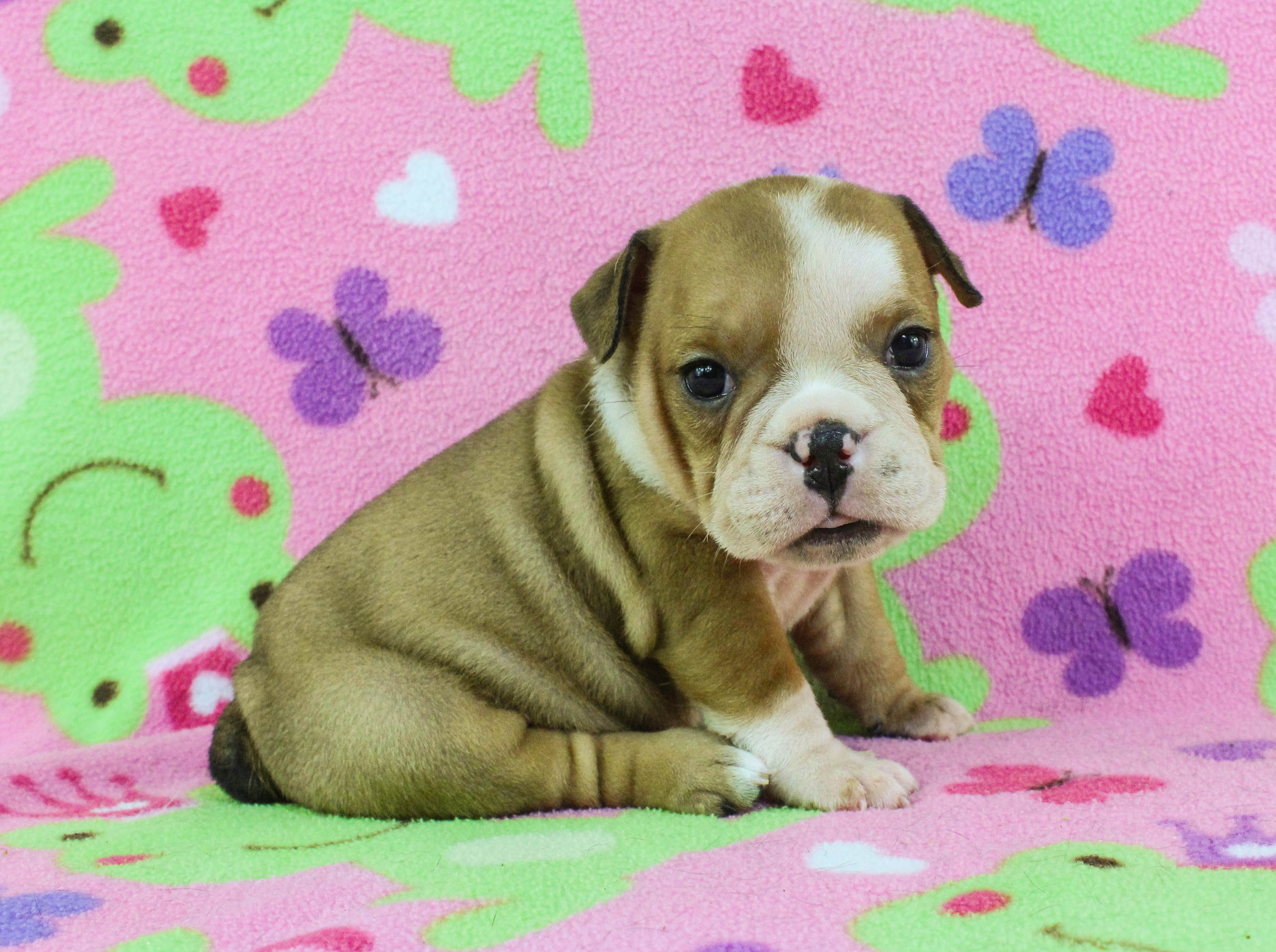 Home of the Smaller AKC English Bulldog Puppies - Newbies