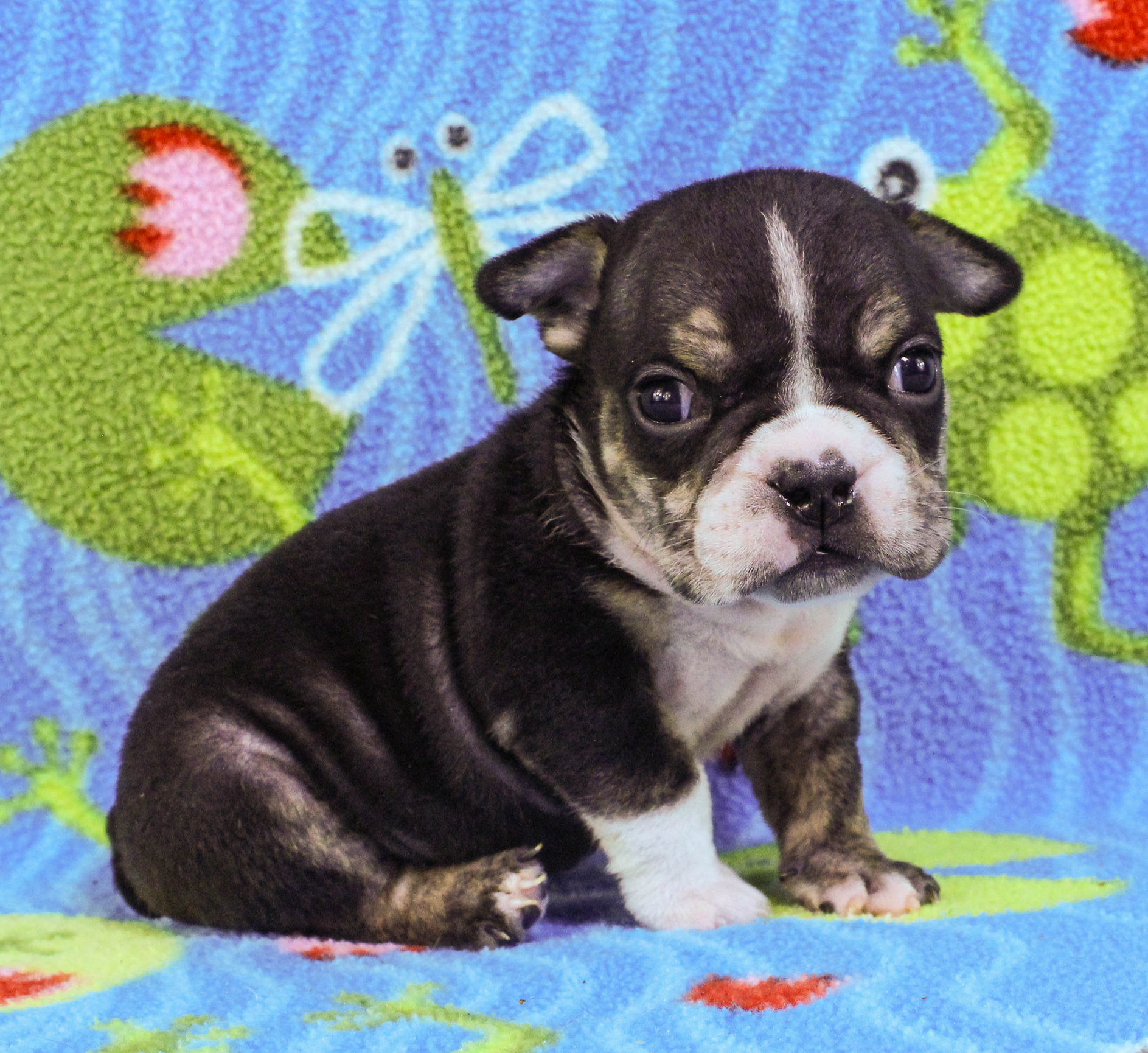 Home of the Smaller AKC English Bulldog Puppies - Newbies