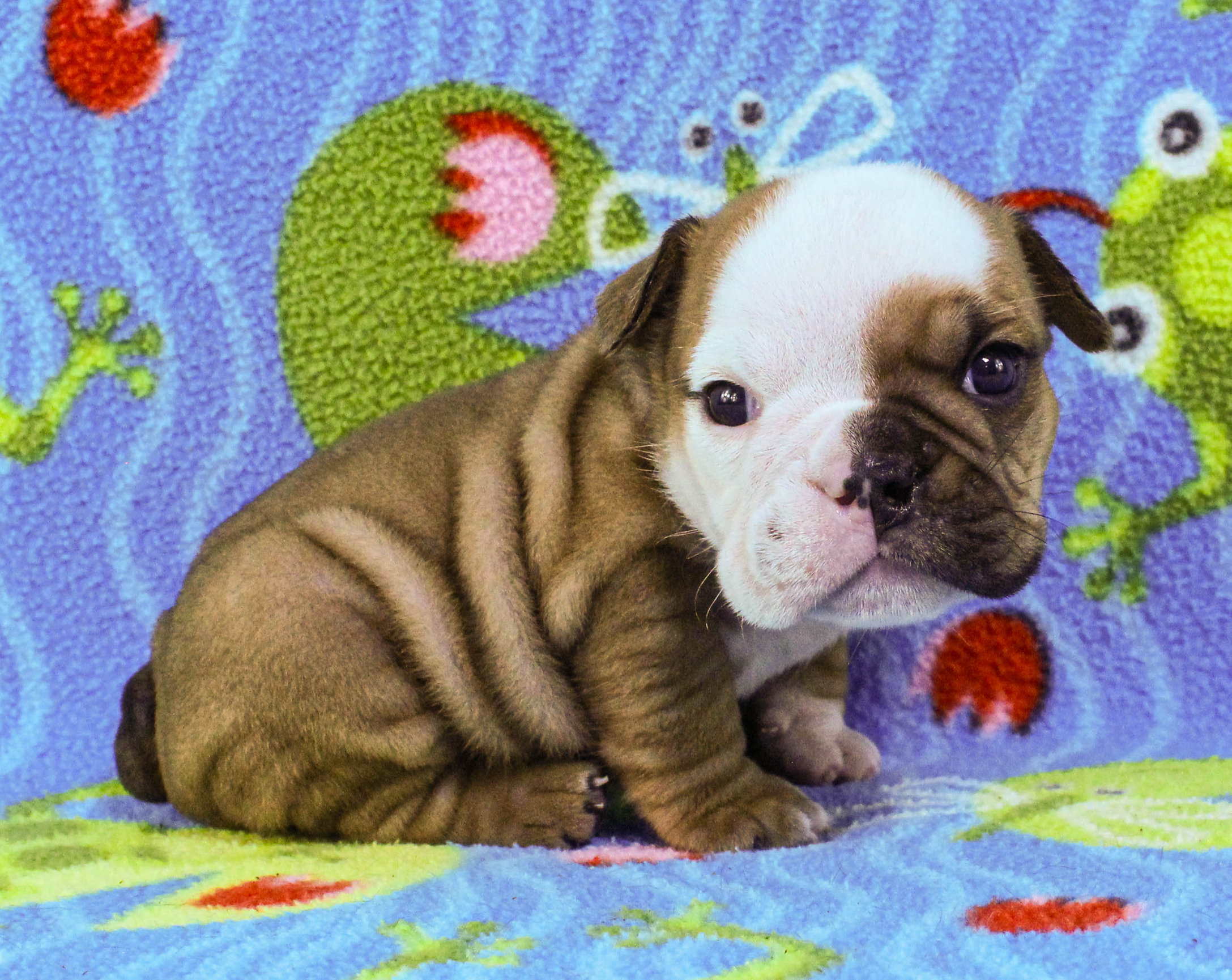 Home of the Smaller AKC English Bulldog Puppies - Newbies