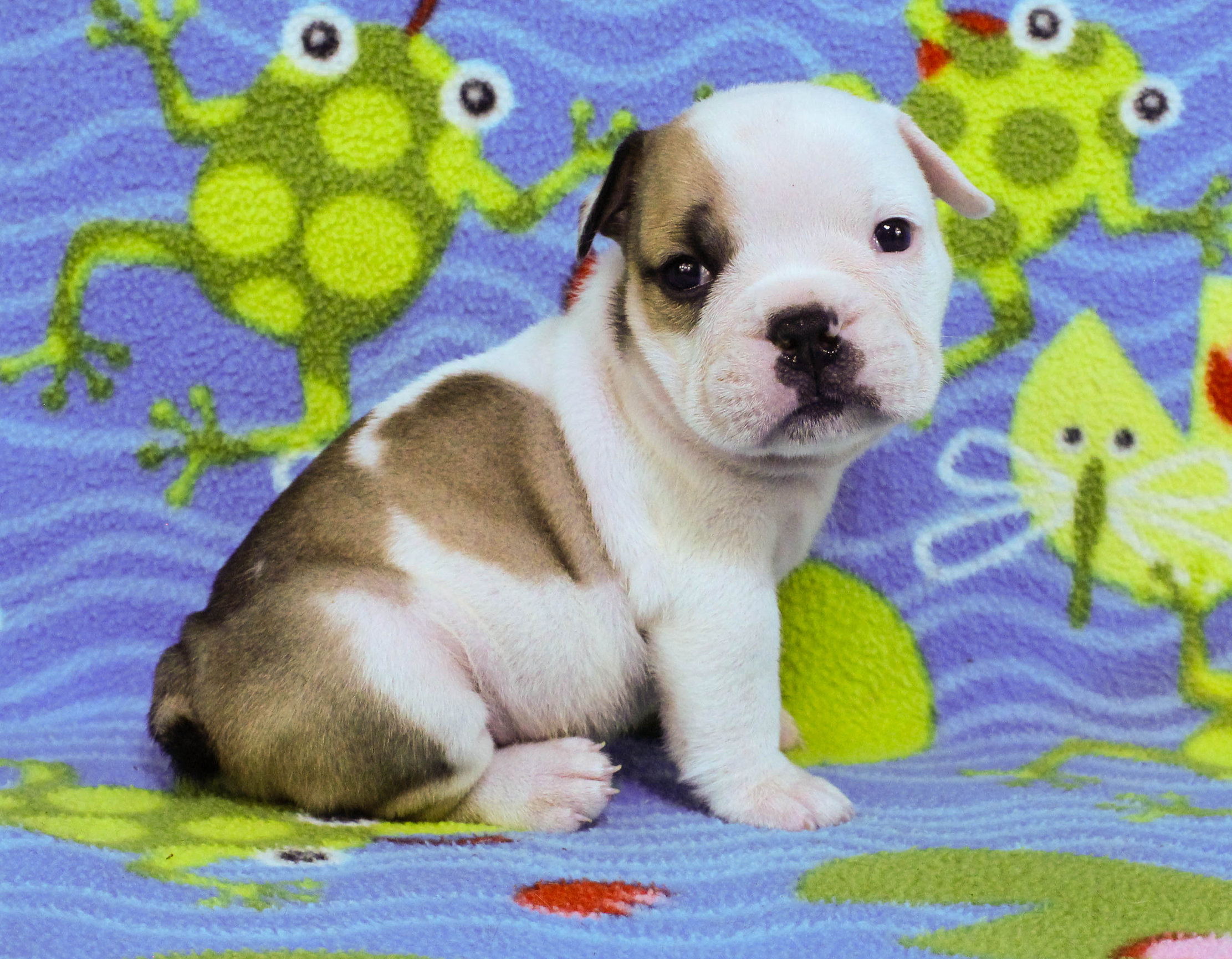 Home of the Smaller AKC English Bulldog Puppies - Newbies