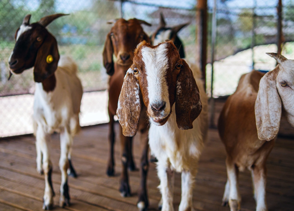 Trained Goat Dogs For Sale Kuykendall Border Collies