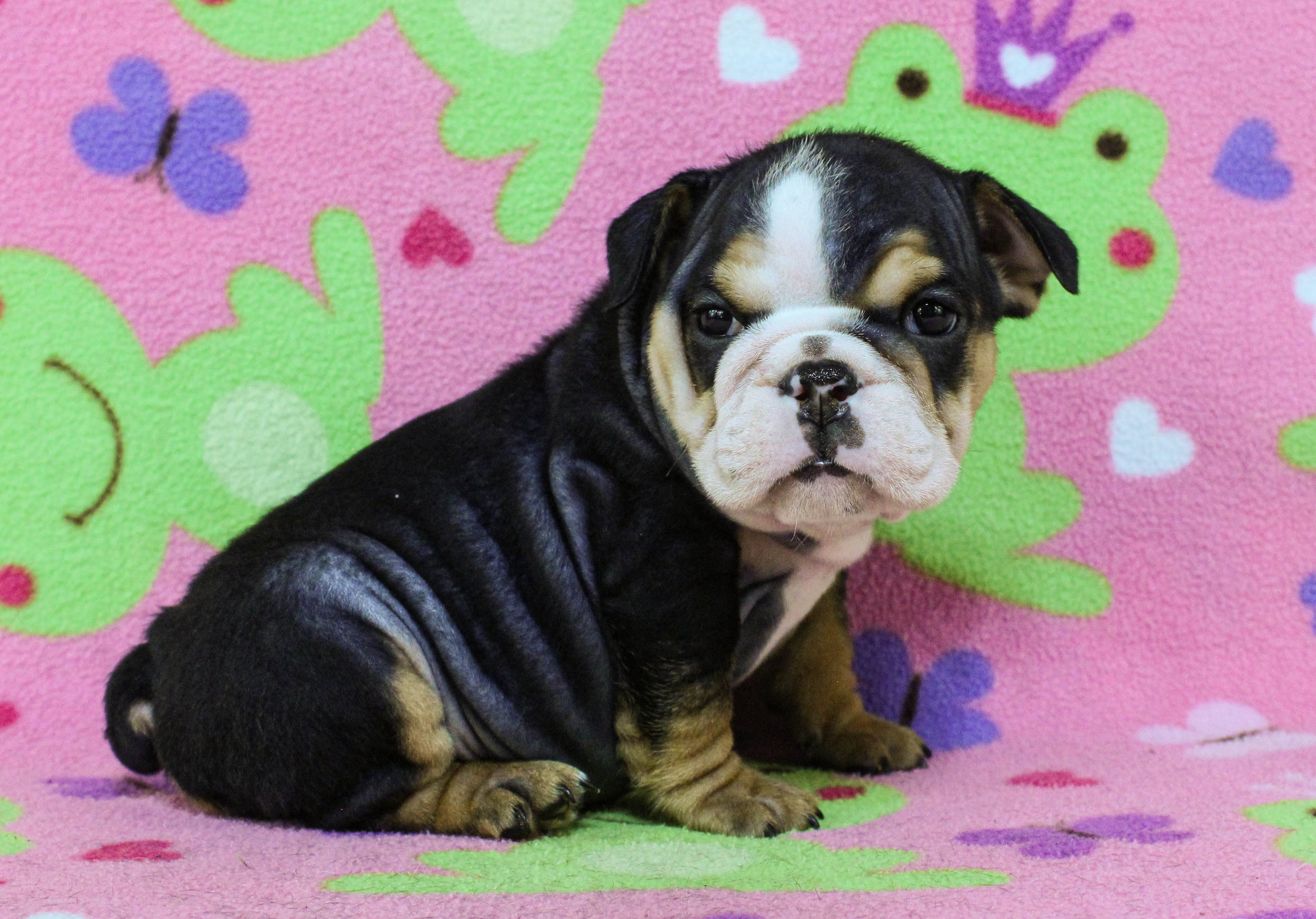 Home of the Smaller AKC English Bulldog Puppies - Newbies