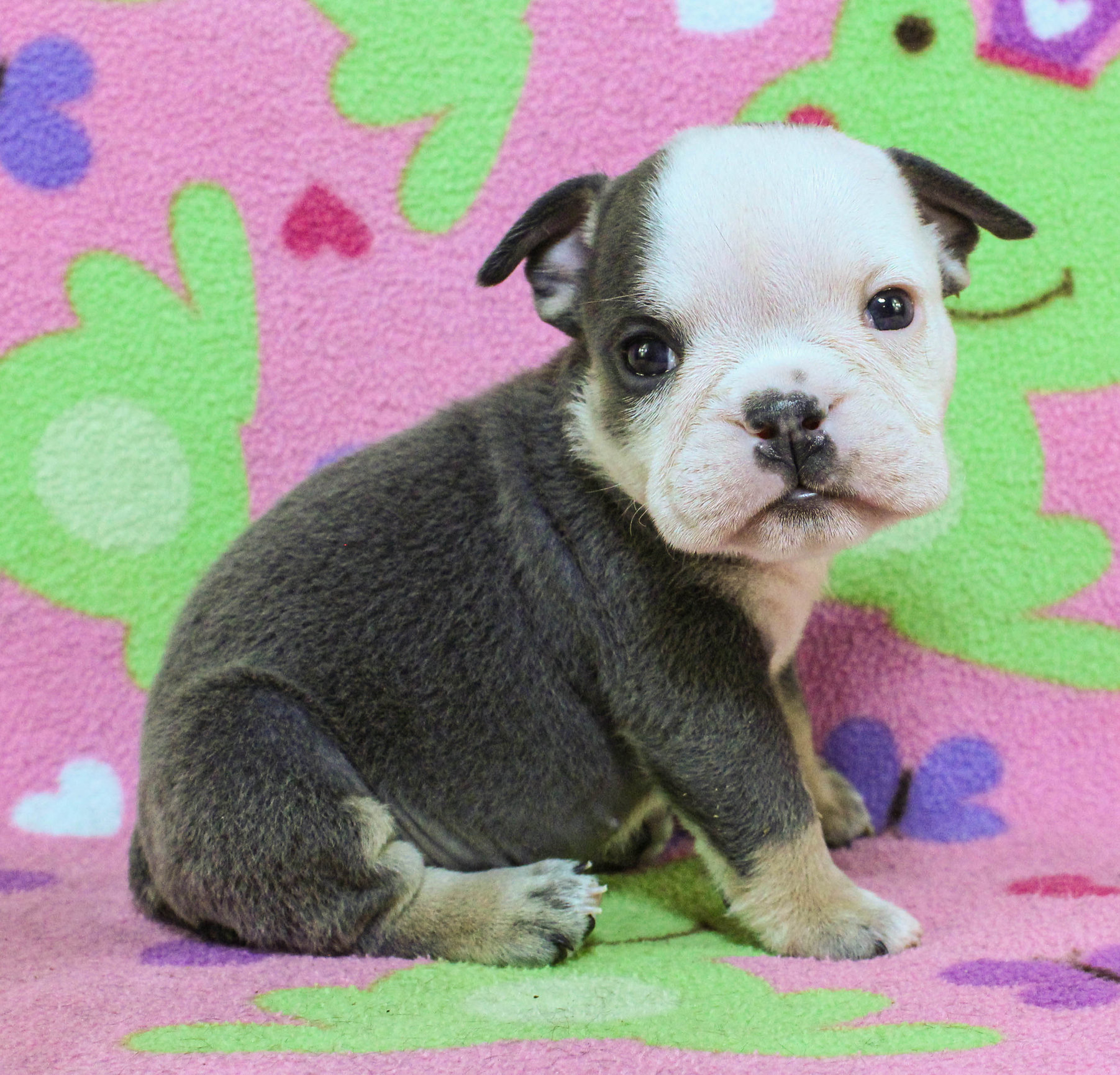 Home of the Smaller AKC English Bulldog Puppies - Newbies