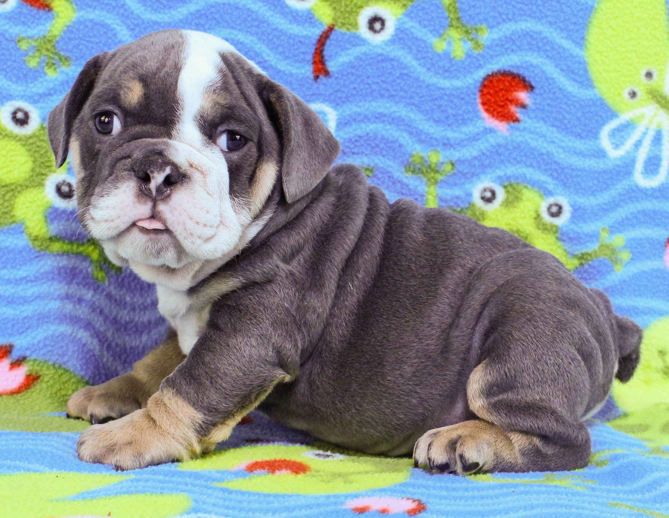 Home of the Smaller AKC English Bulldog Puppies - Newbies