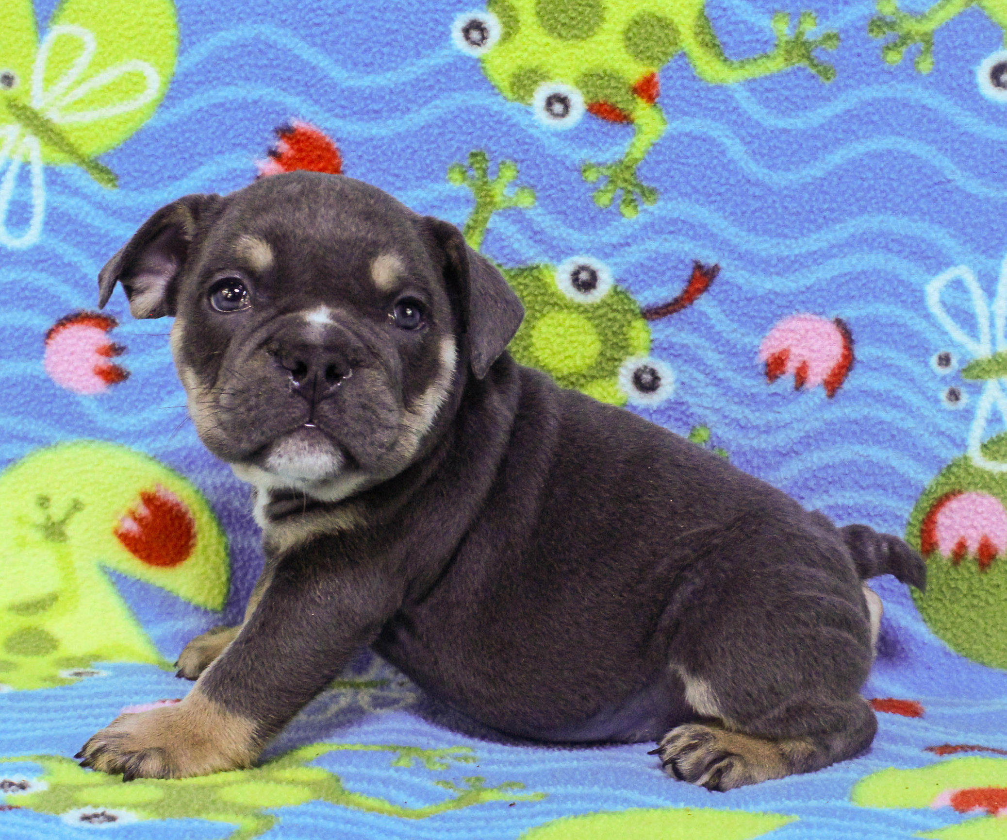 Home of the Smaller AKC English Bulldog Puppies - Newbies