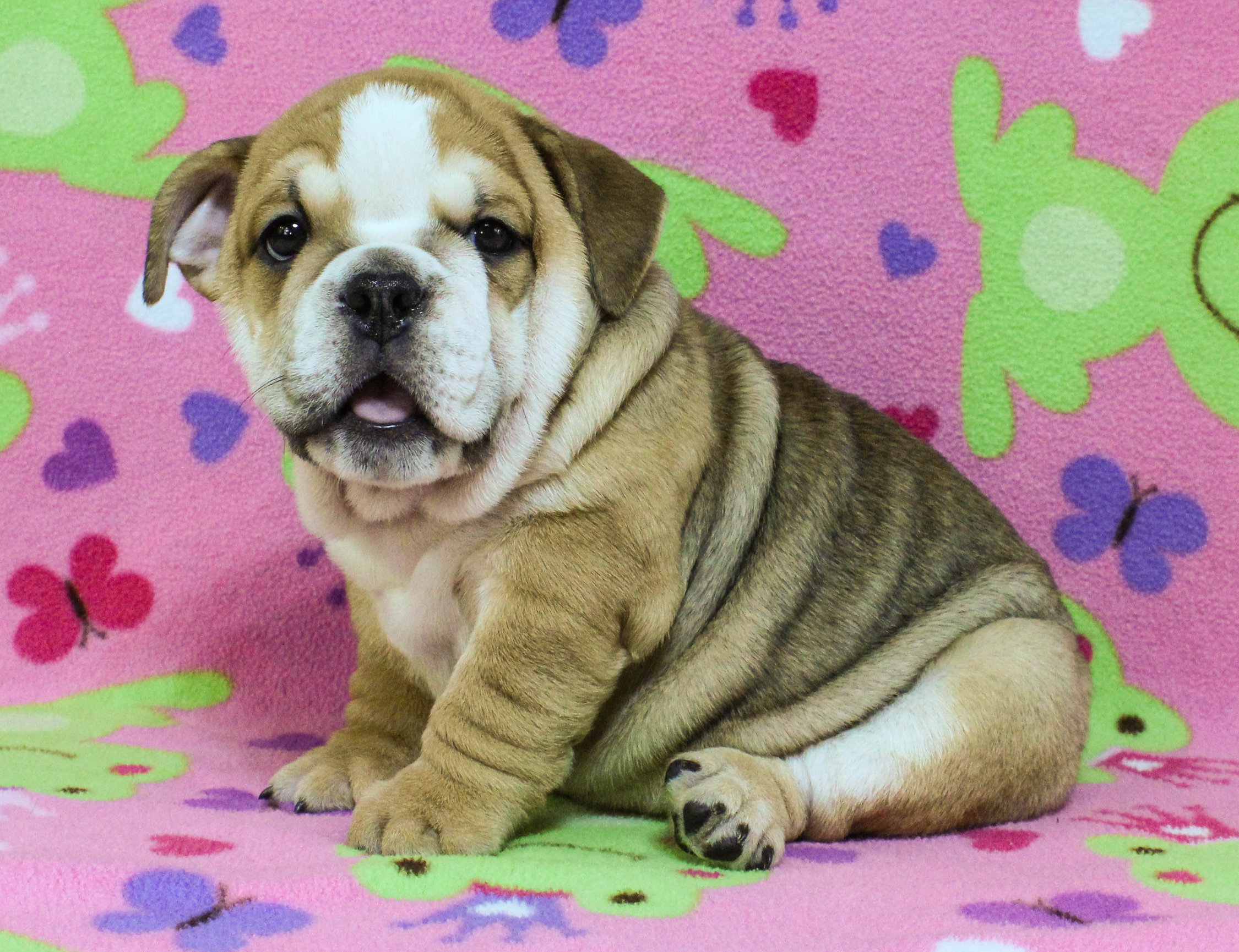 Home of the Smaller AKC English Bulldog Puppies - Newbies