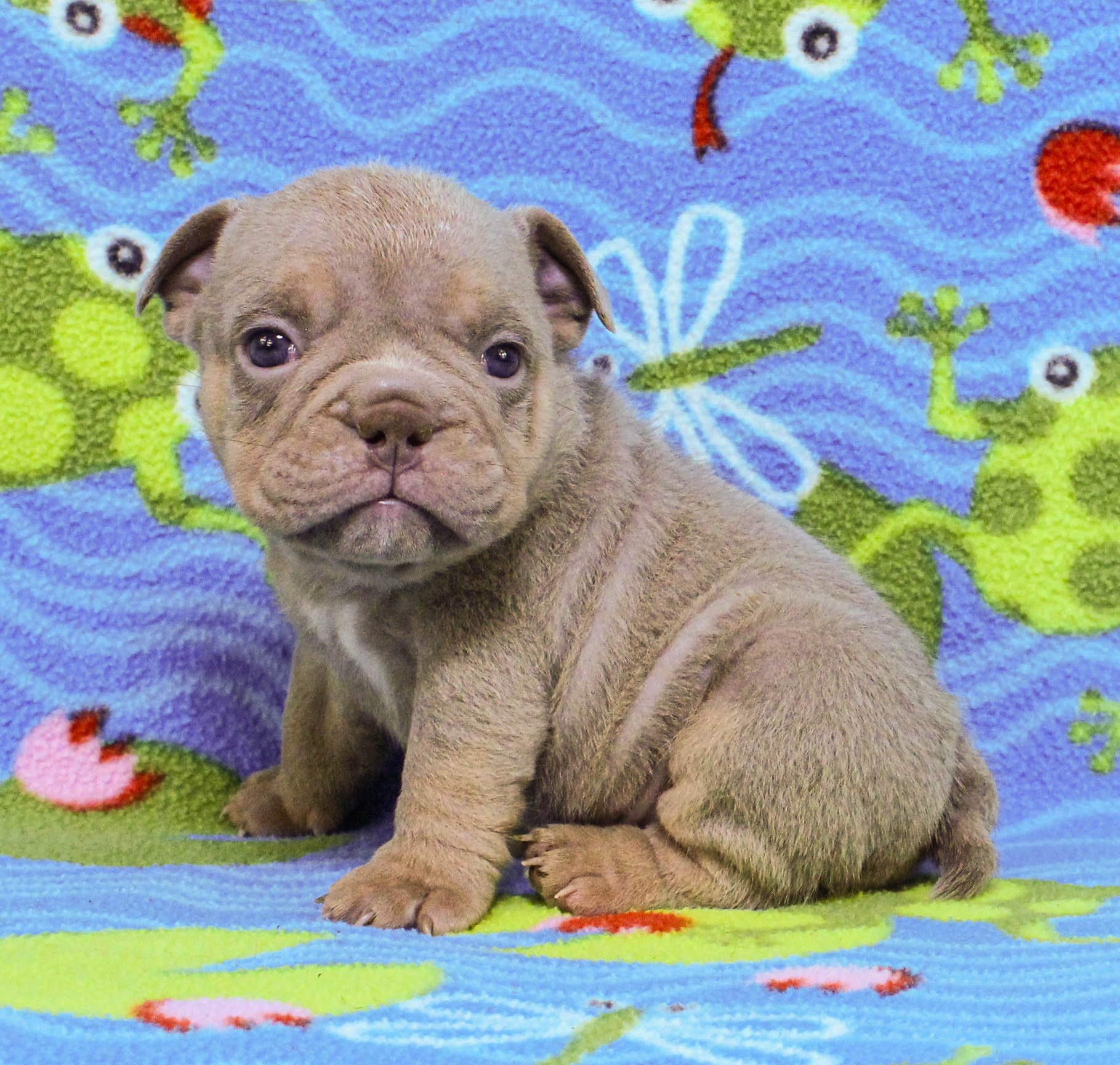 Home of the Smaller AKC English Bulldog Puppies - Newbies