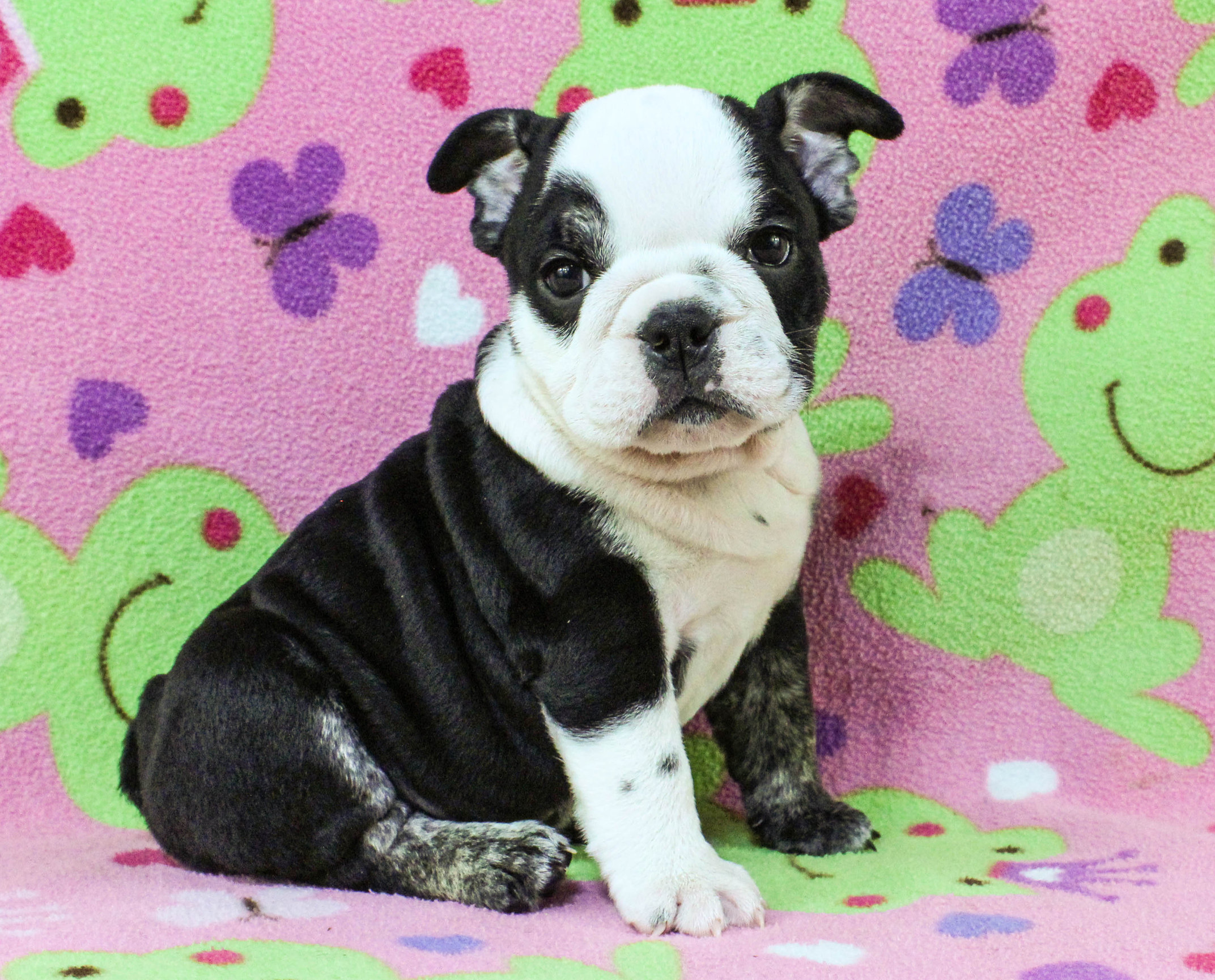 Home of the Smaller AKC English Bulldog Puppies - Newbies