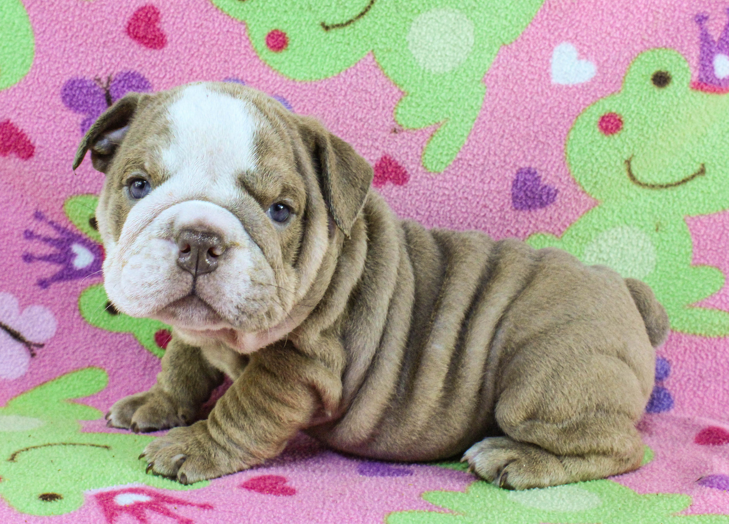 Home of the Smaller AKC English Bulldog Puppies - Newbies