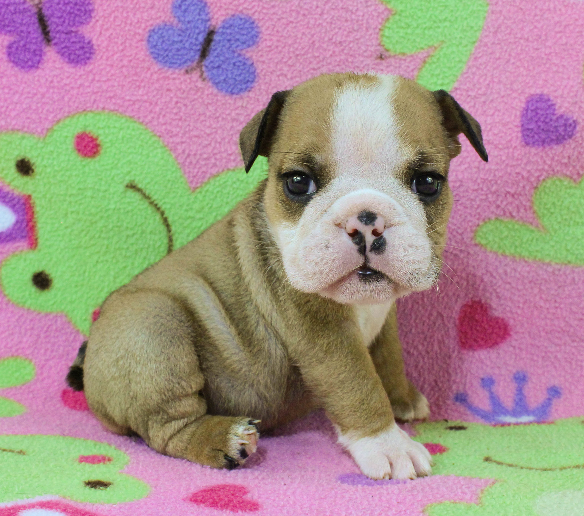 Home of the Smaller AKC English Bulldog Puppies - Newbies