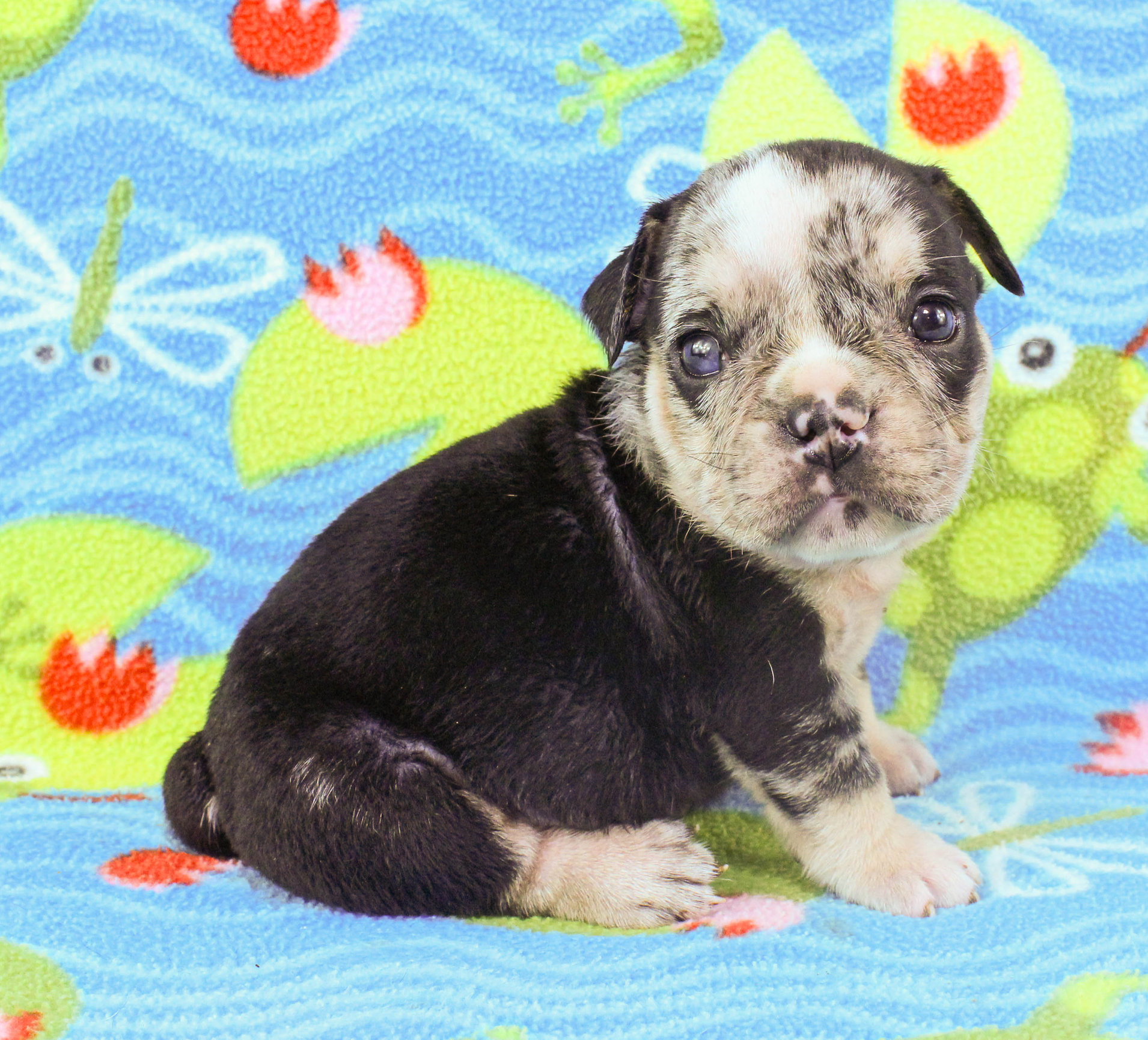 Home of the Smaller AKC English Bulldog Puppies - Newbies
