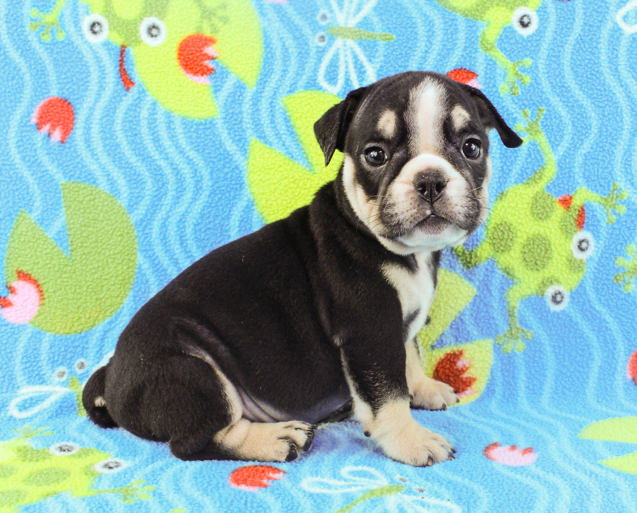Home of the Smaller AKC English Bulldog Puppies - Newbies