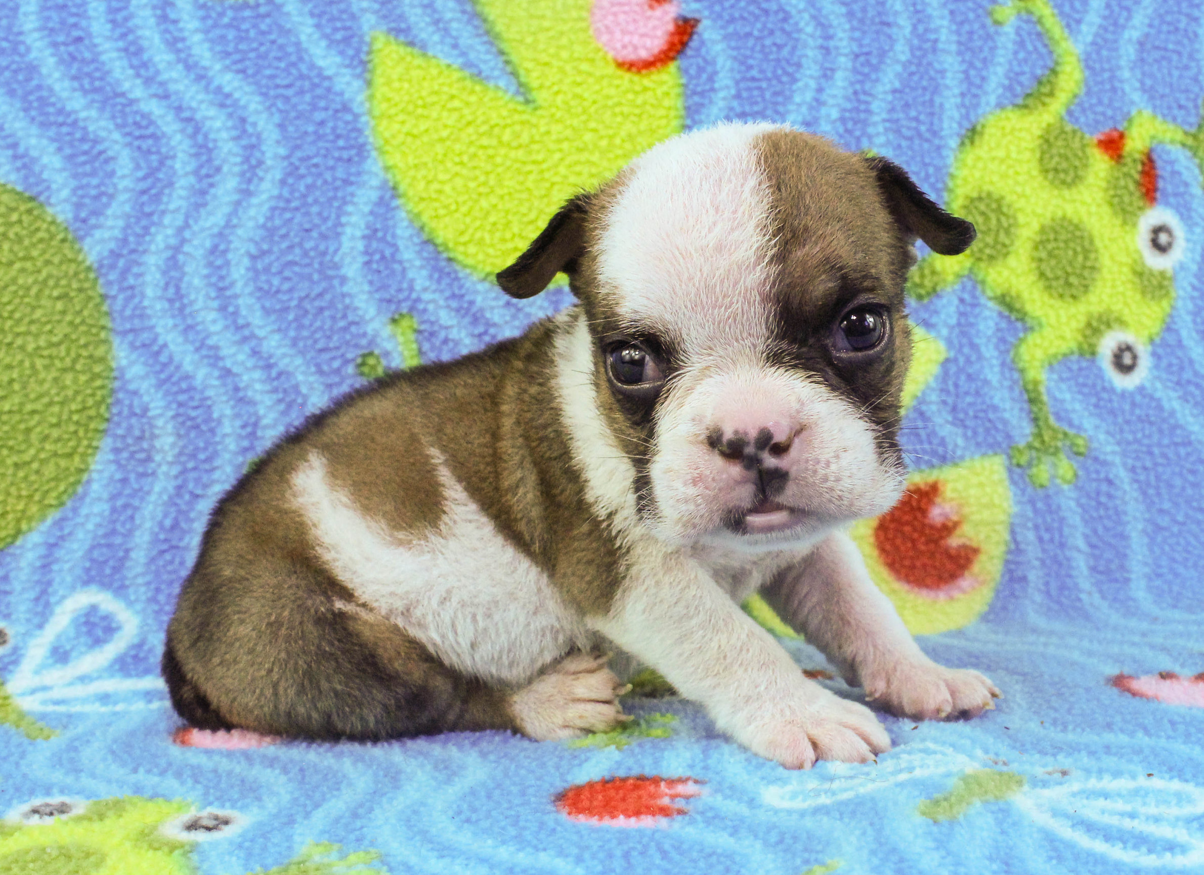 Home of the Smaller AKC English Bulldog Puppies - Newbies