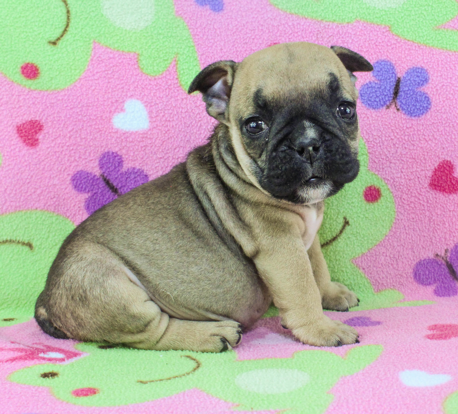Home of the Smaller AKC English Bulldog Puppies - Newbies