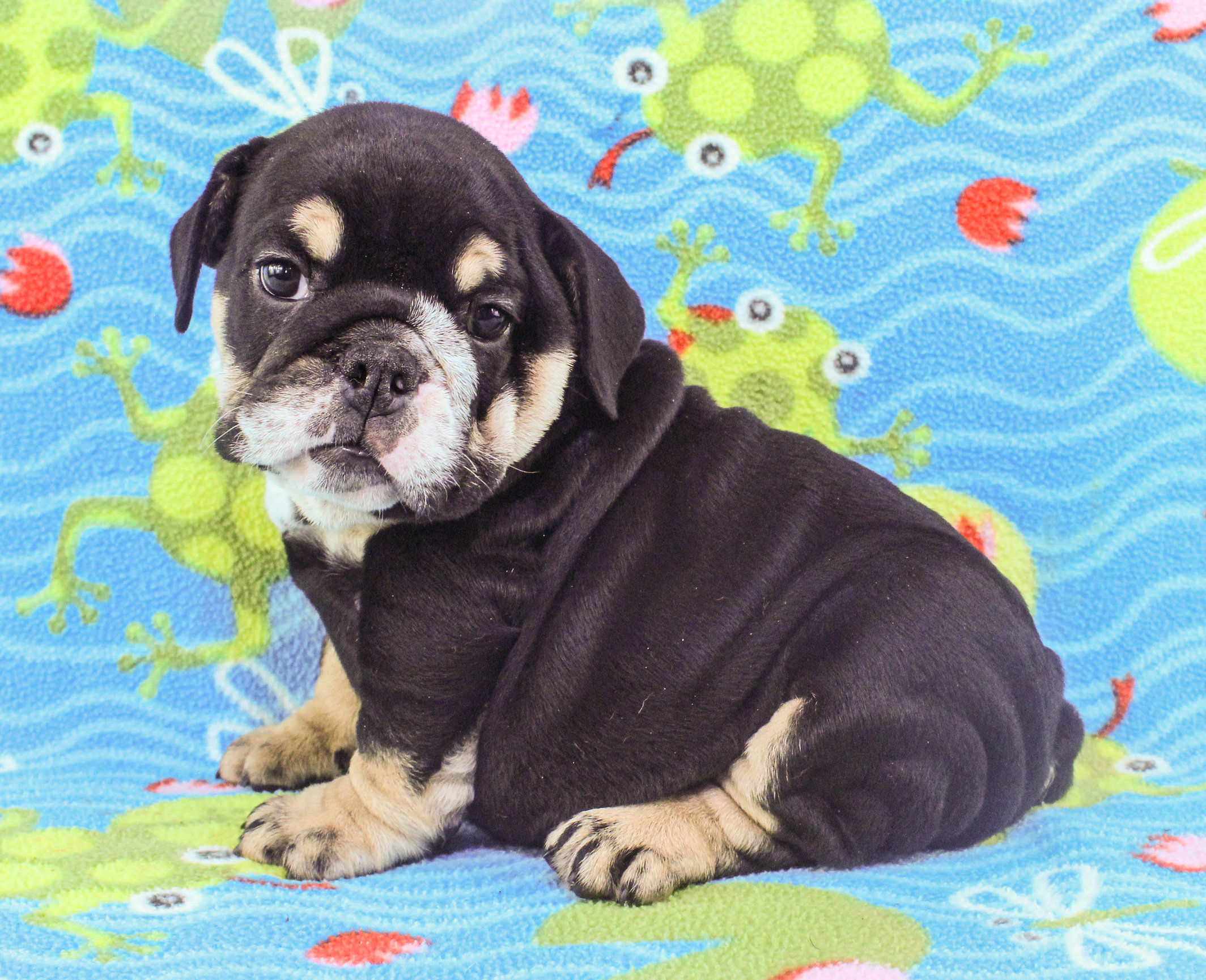 Home of the Smaller AKC English Bulldog Puppies - Newbies
