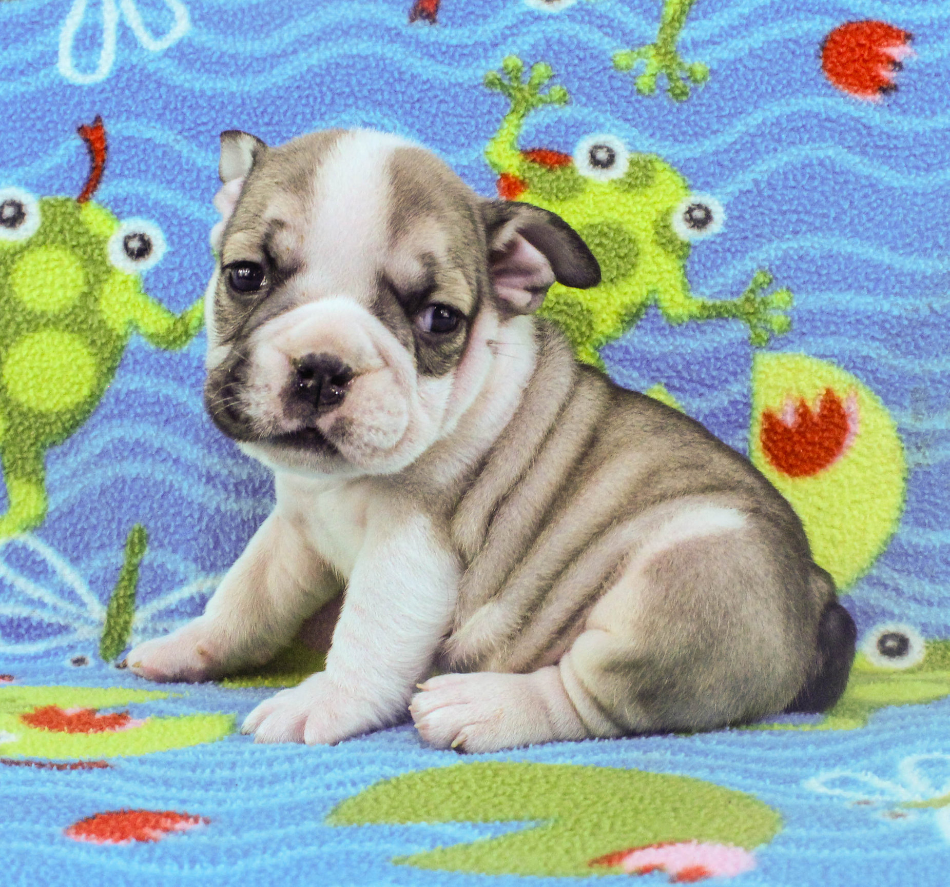 Home of the Smaller AKC English Bulldog Puppies - Newbies