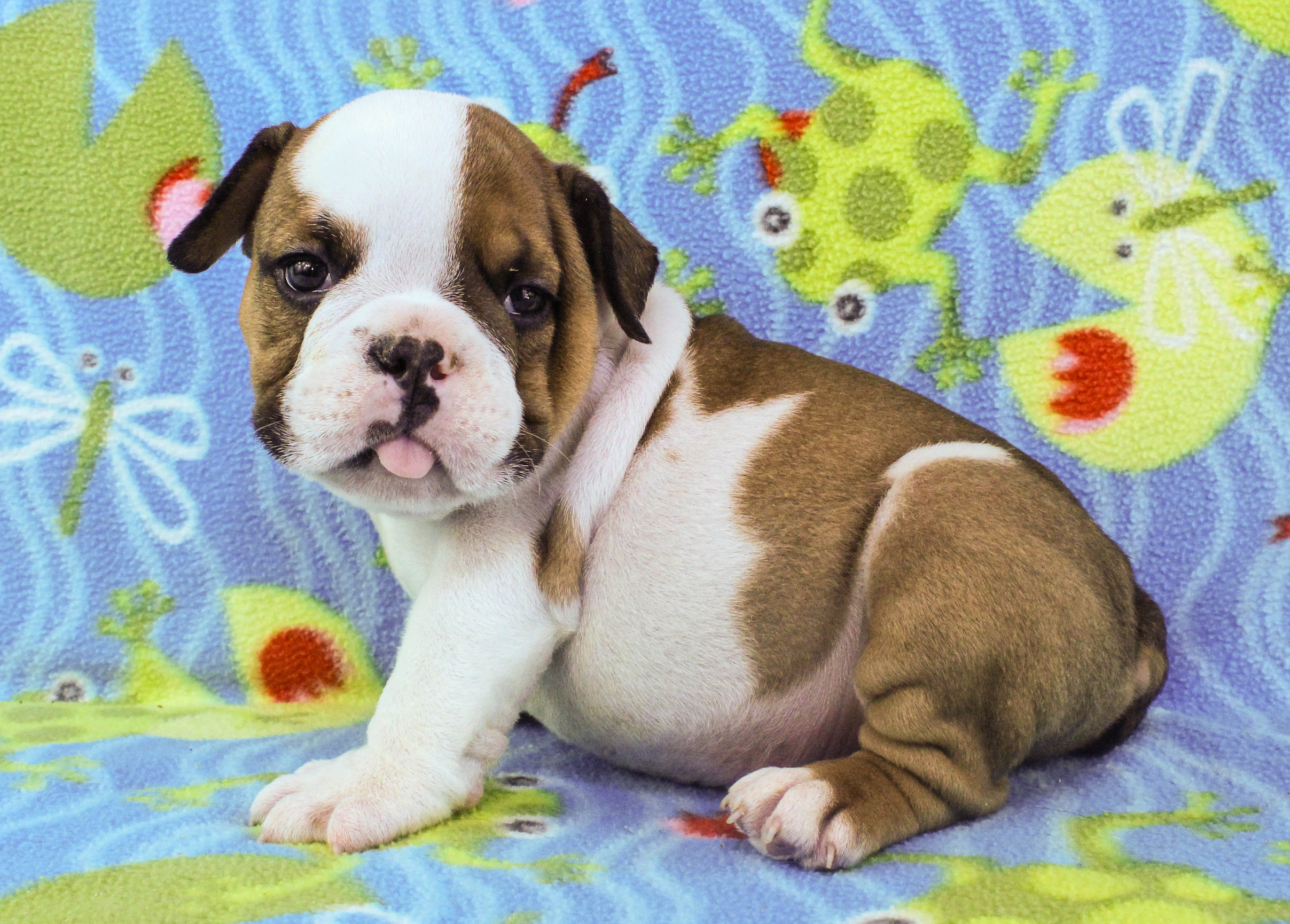 Home of the Smaller AKC English Bulldog Puppies - Newbies