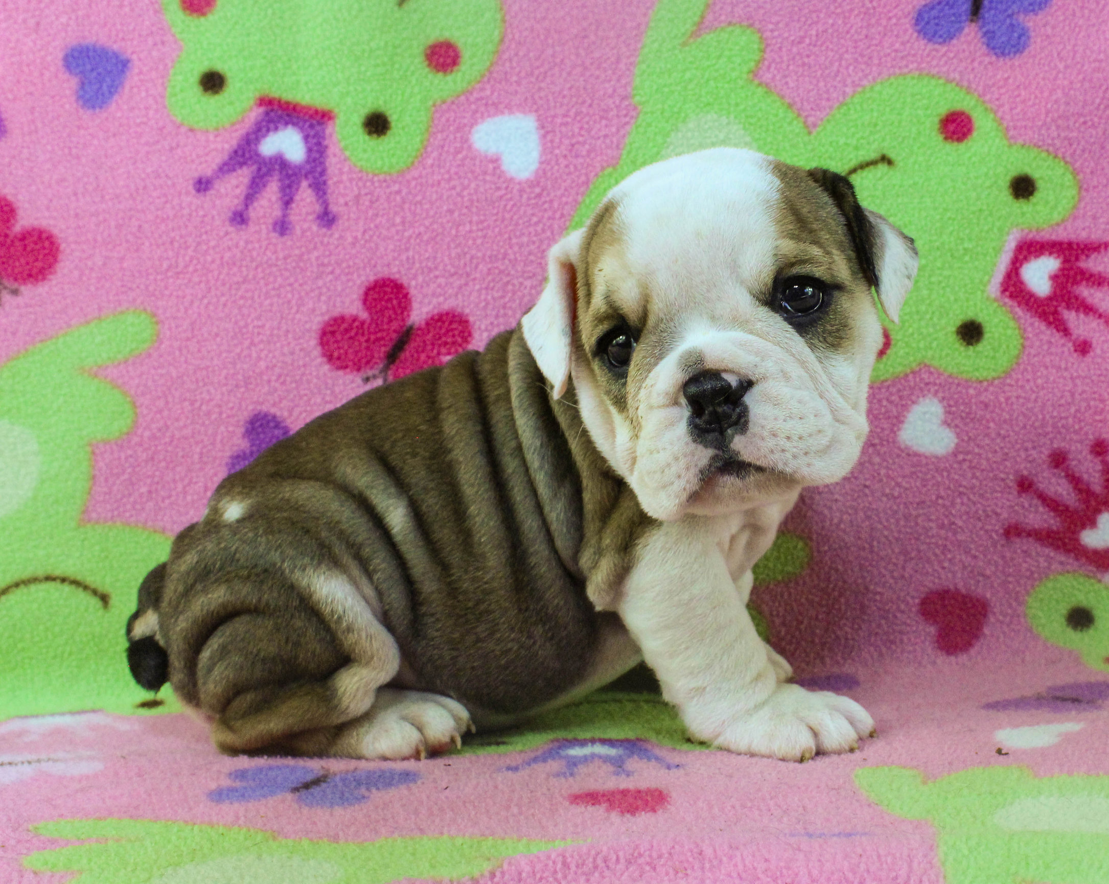 Home of the Smaller AKC English Bulldog Puppies - Newbies