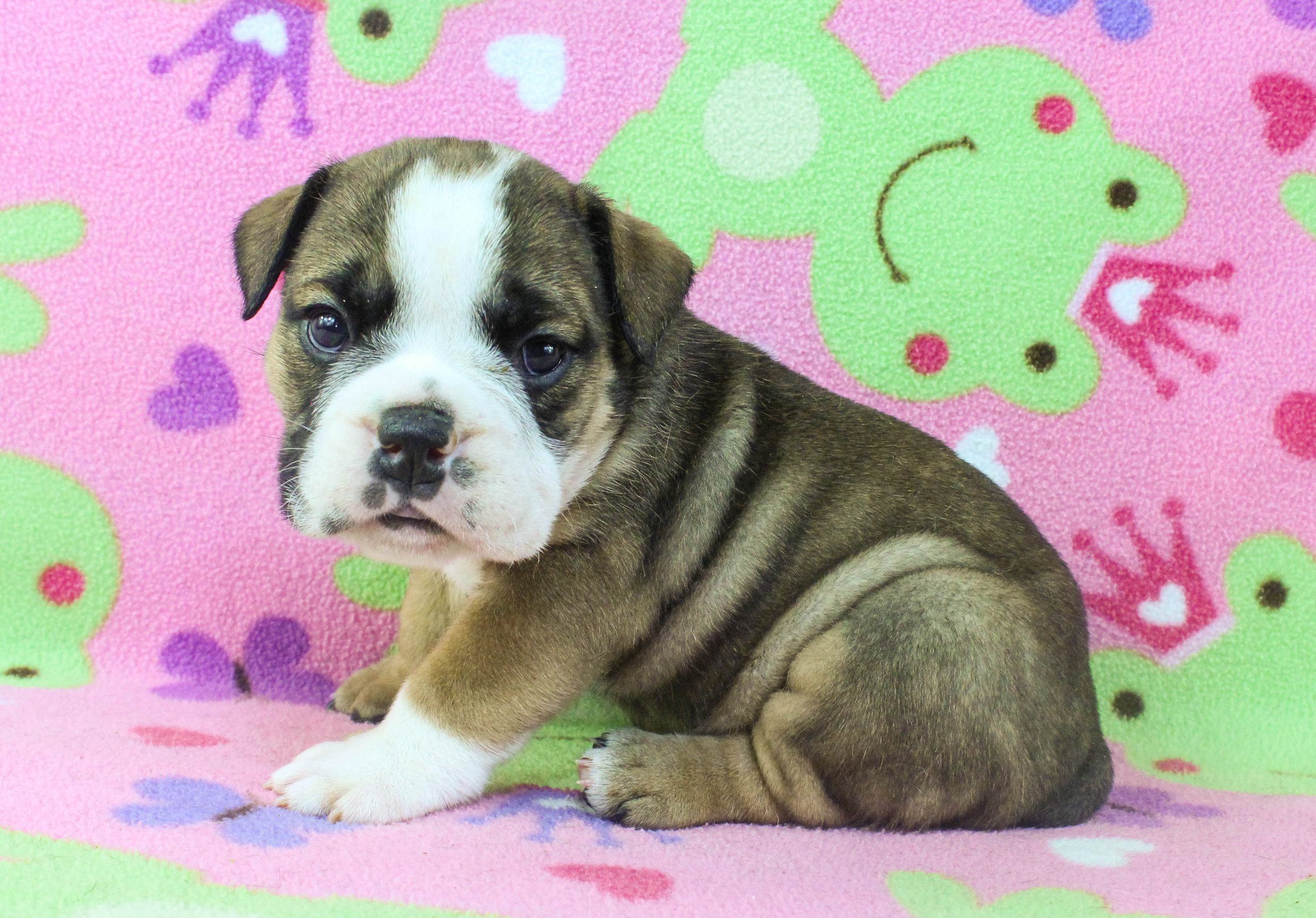 Home of the Smaller AKC English Bulldog Puppies - Newbies