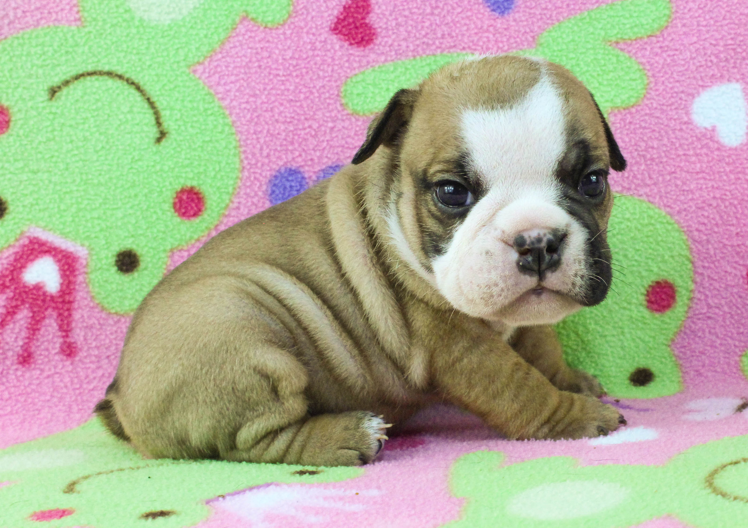 Home of the Smaller AKC English Bulldog Puppies - Newbies
