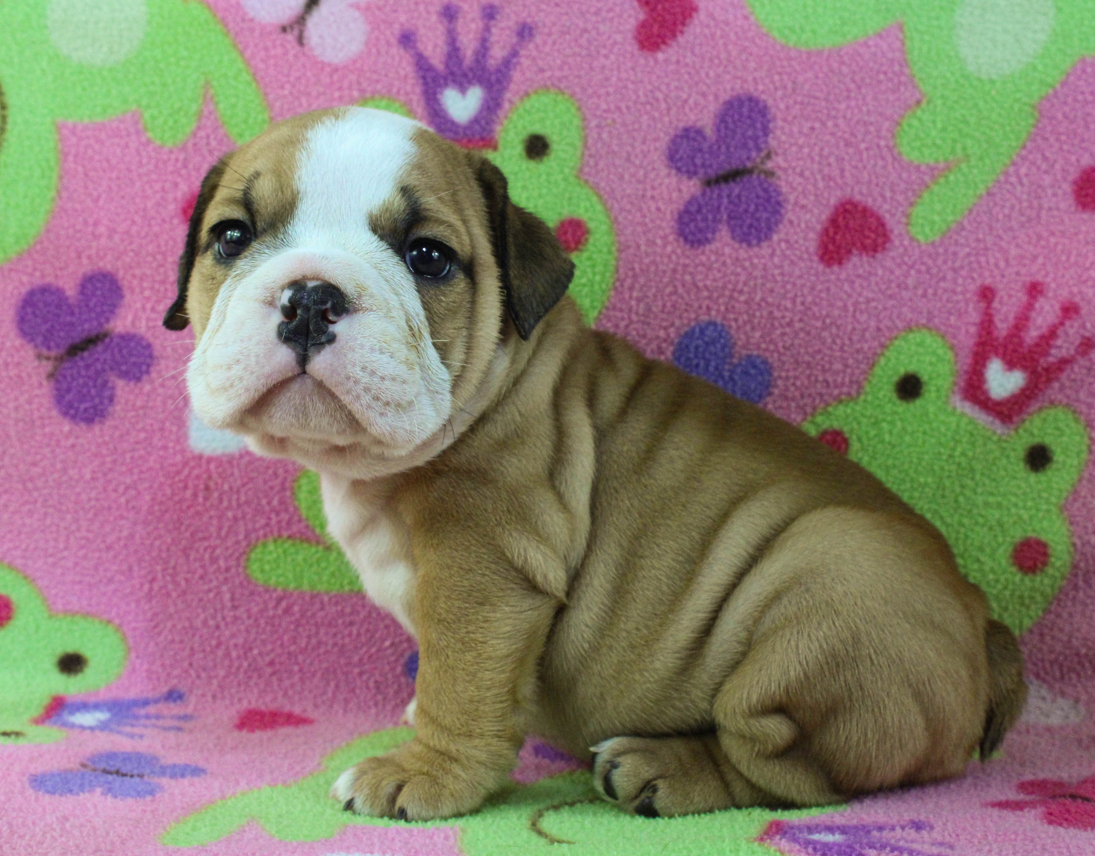 Home of the Smaller AKC English Bulldog Puppies - Newbies