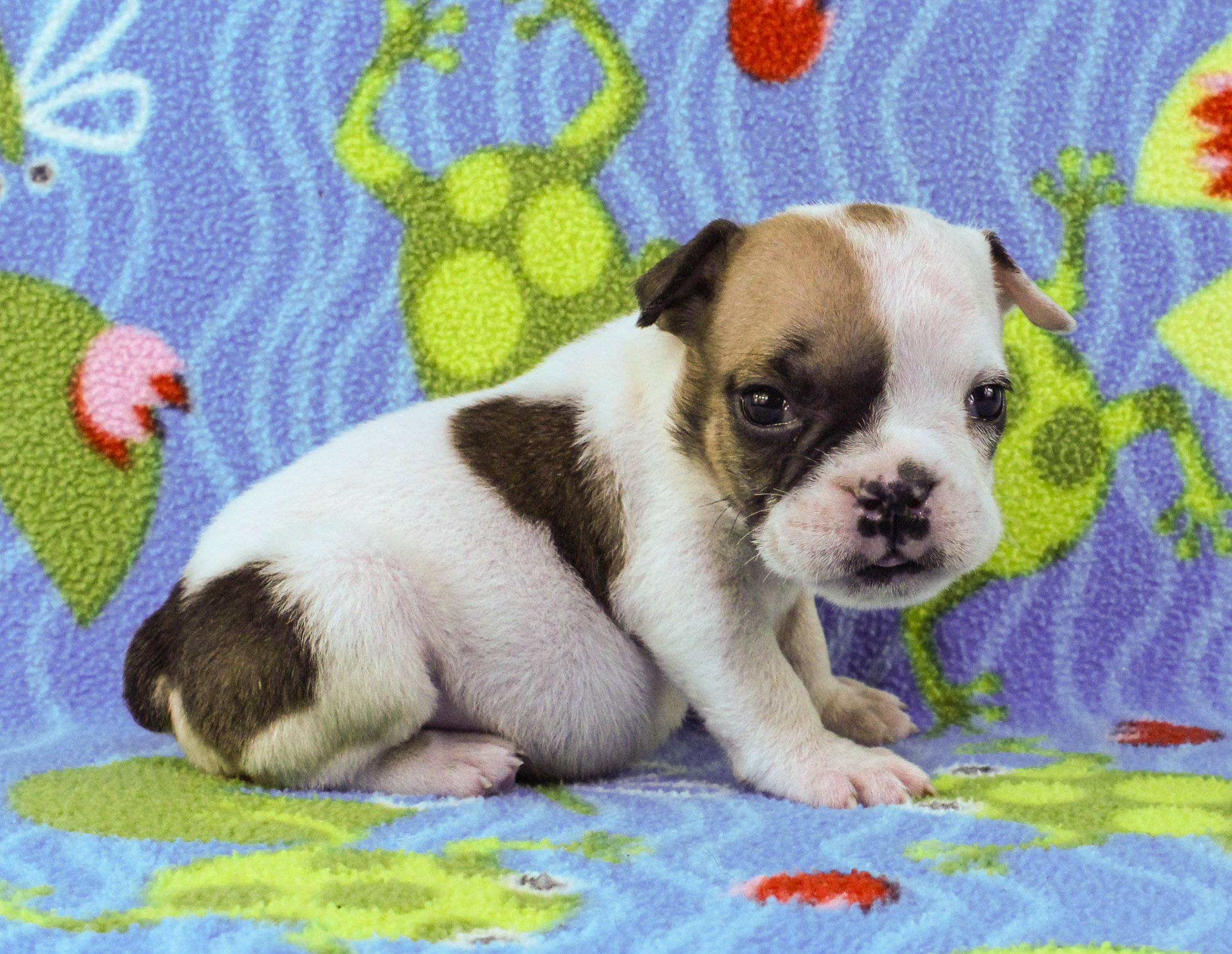 Home of the Smaller AKC English Bulldog Puppies - Newbies