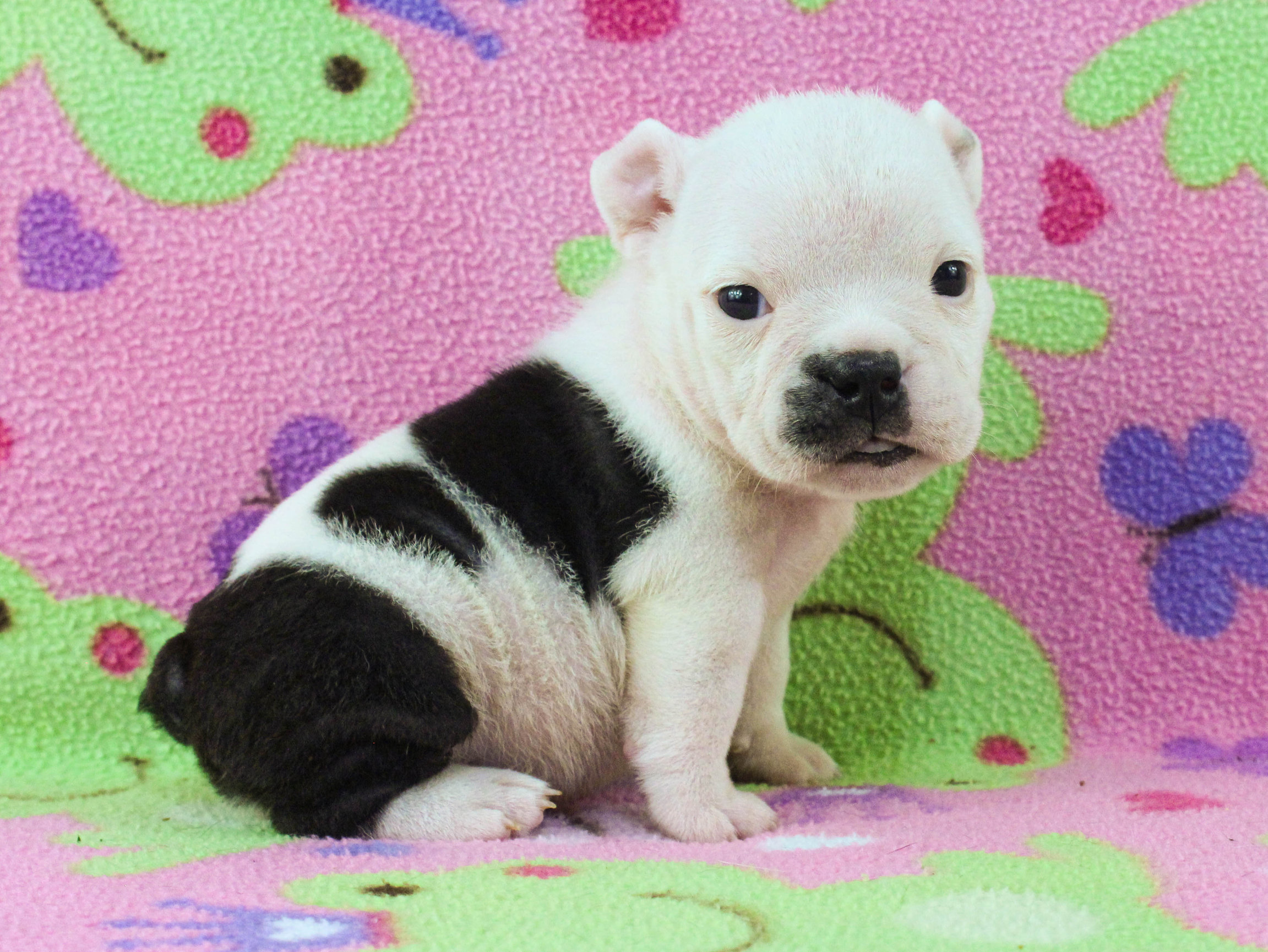Home of the Smaller AKC English Bulldog Puppies - Newbies