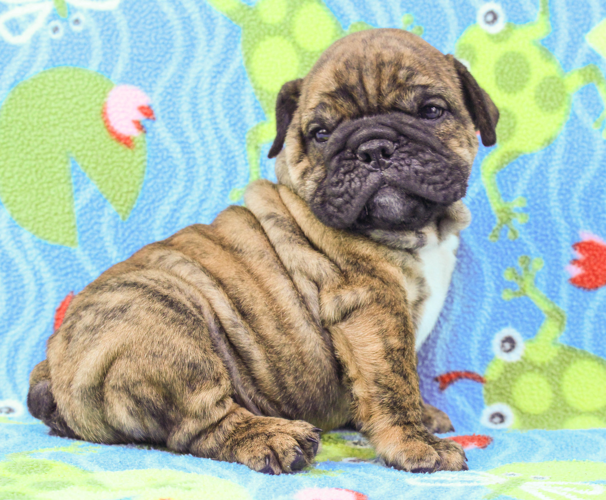 Home of the Smaller AKC English Bulldog Puppies - Newbies