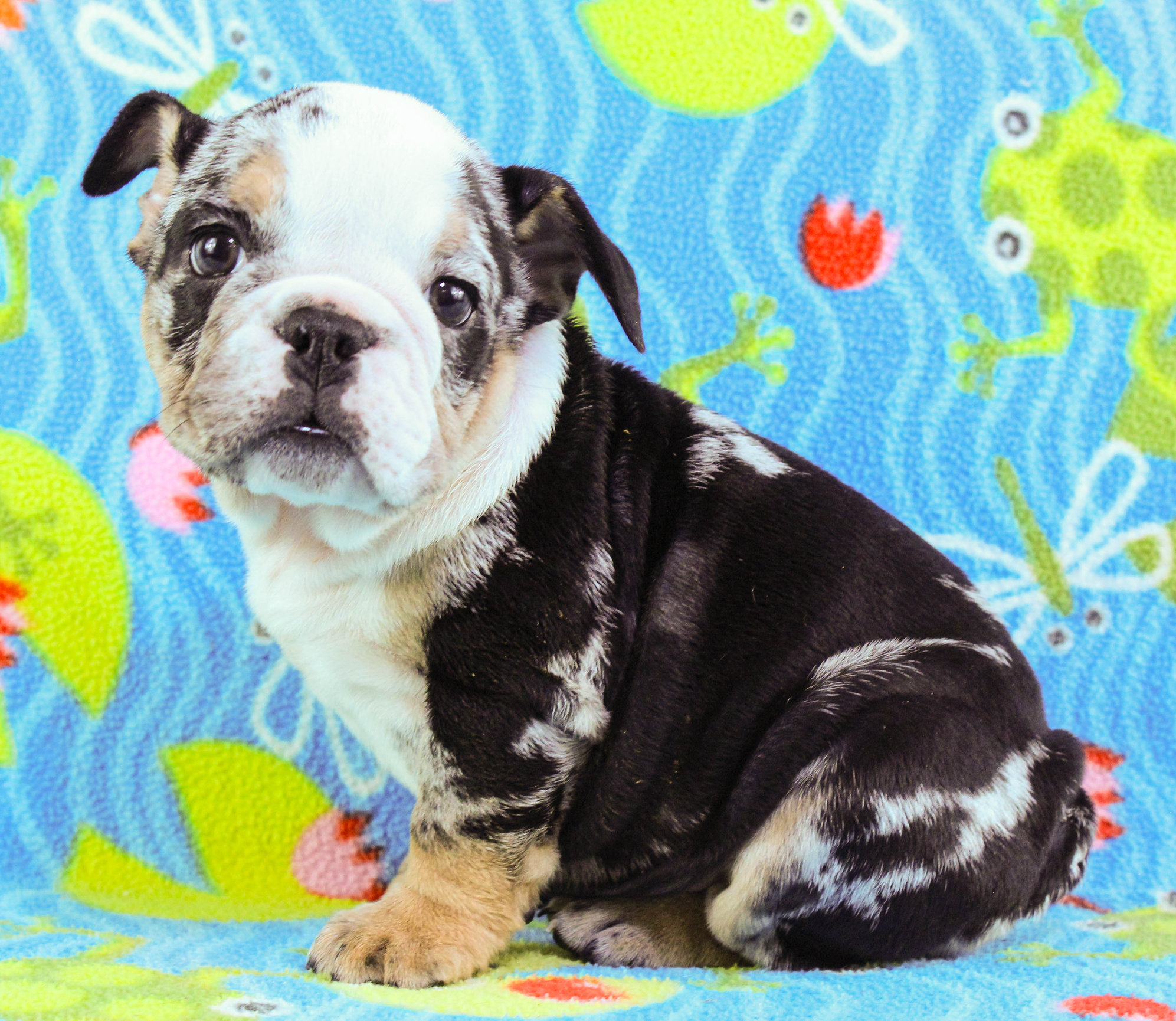 Home of the Smaller AKC English Bulldog Puppies - Newbies