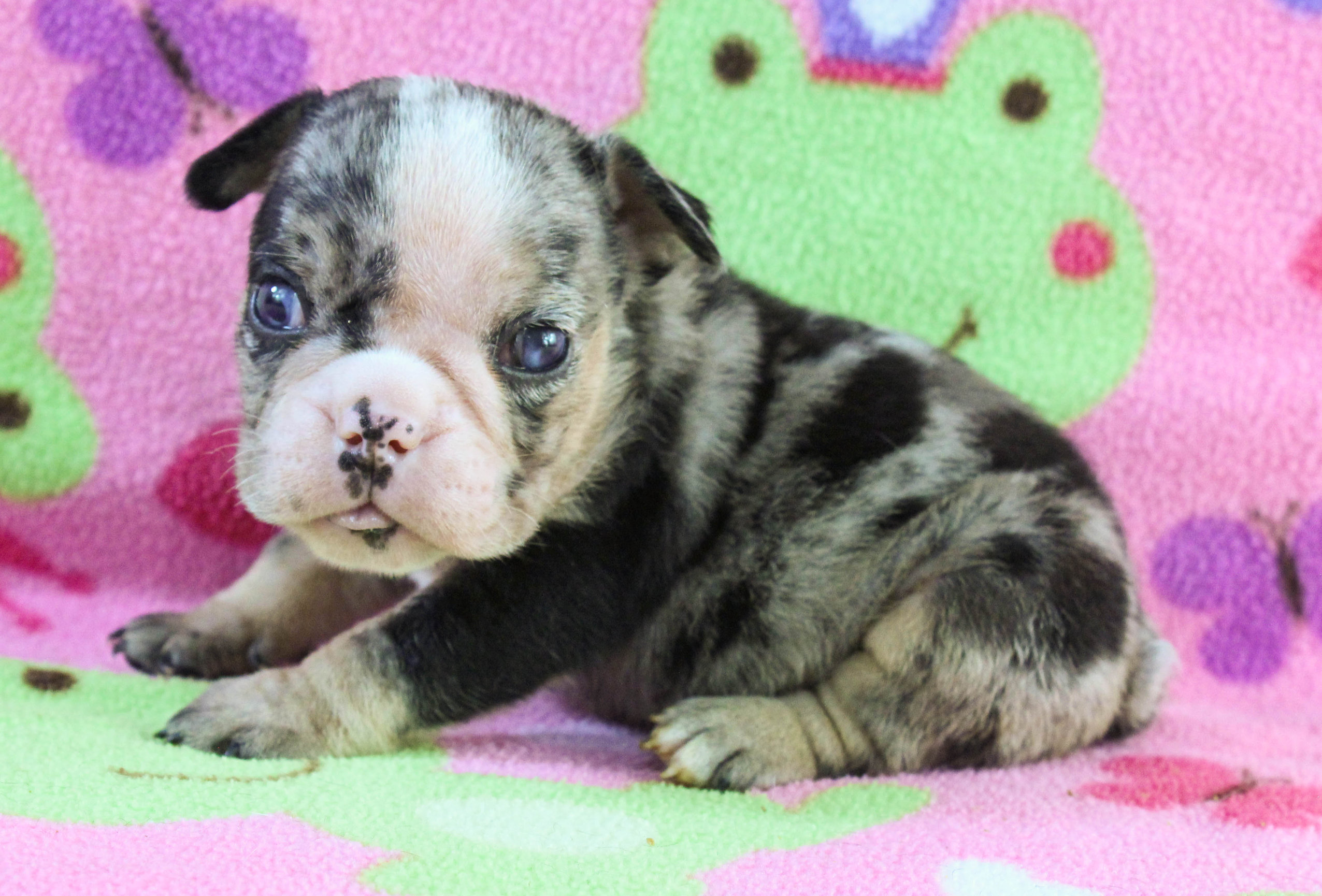 Home of the Smaller AKC English Bulldog Puppies - Newbies