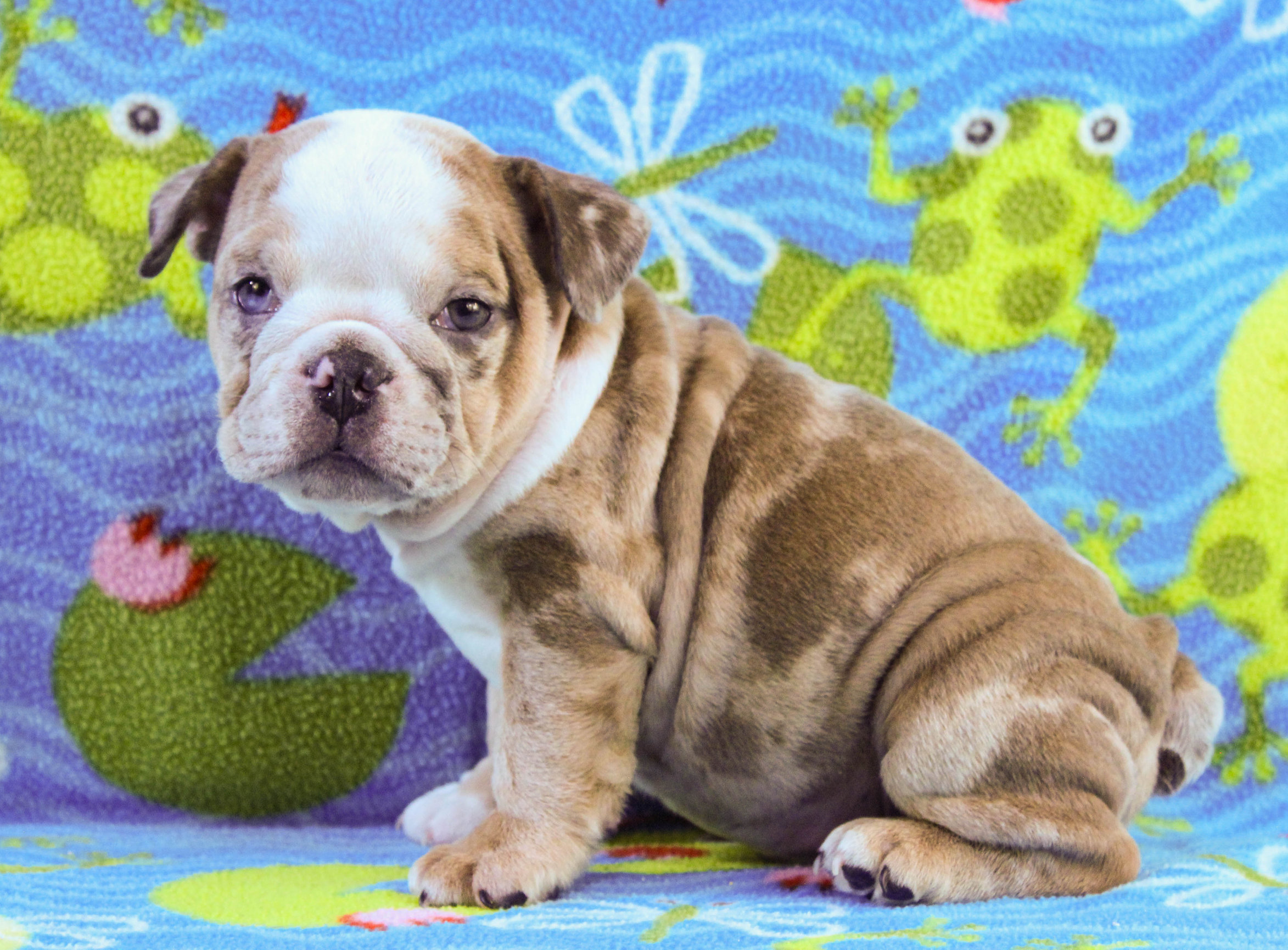 Home of the Smaller AKC English Bulldog Puppies - Newbies