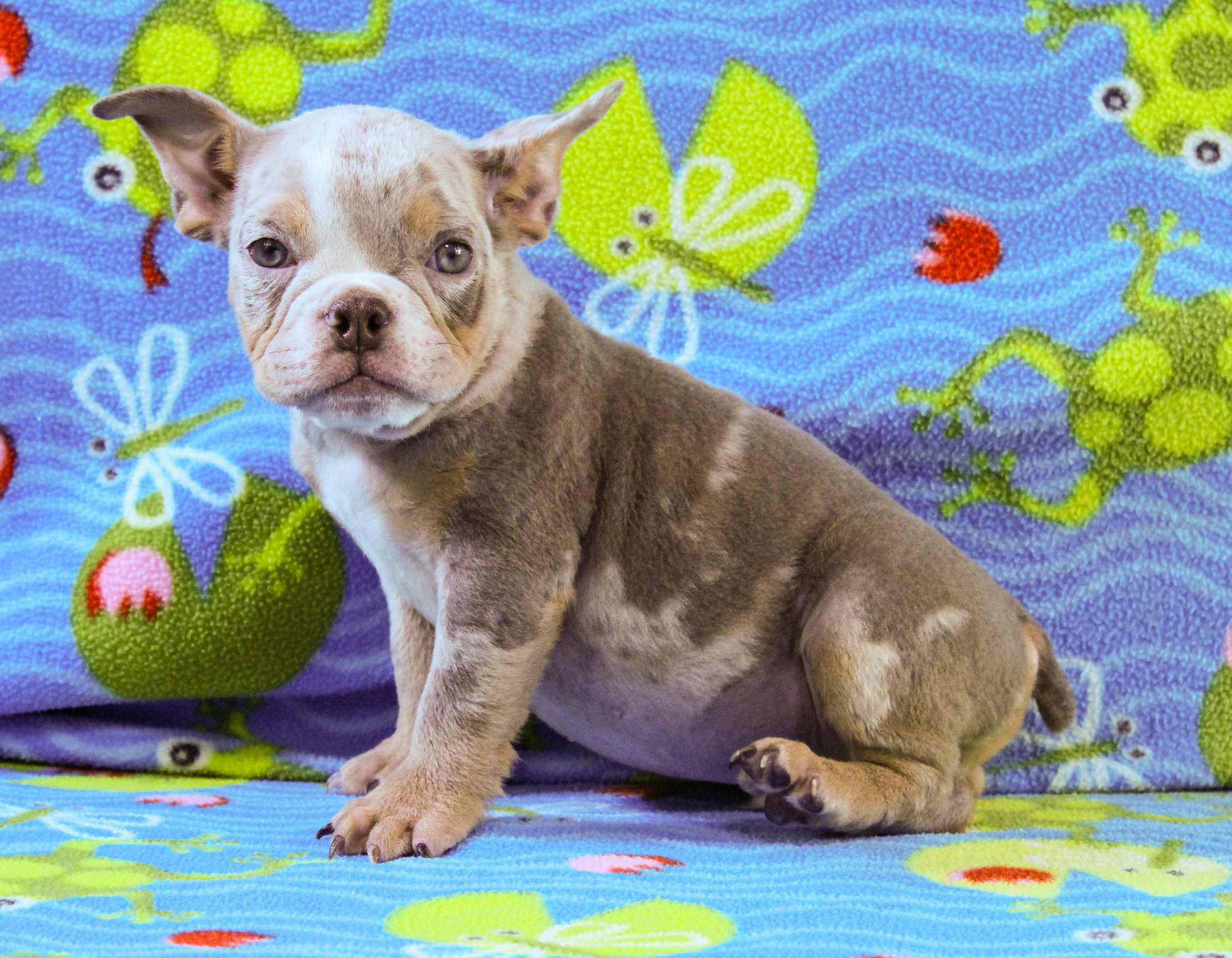 Home of the Smaller AKC English Bulldog Puppies - Newbies