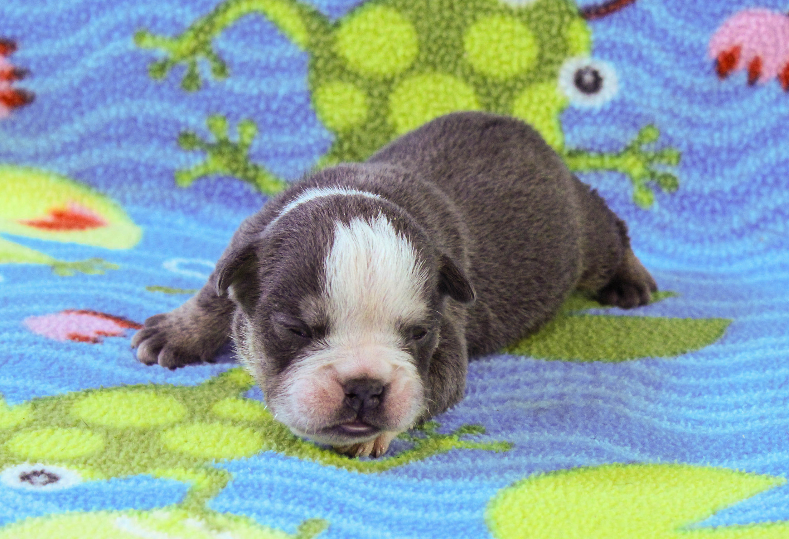 Home of the Smaller AKC English Bulldog Puppies - Newbies