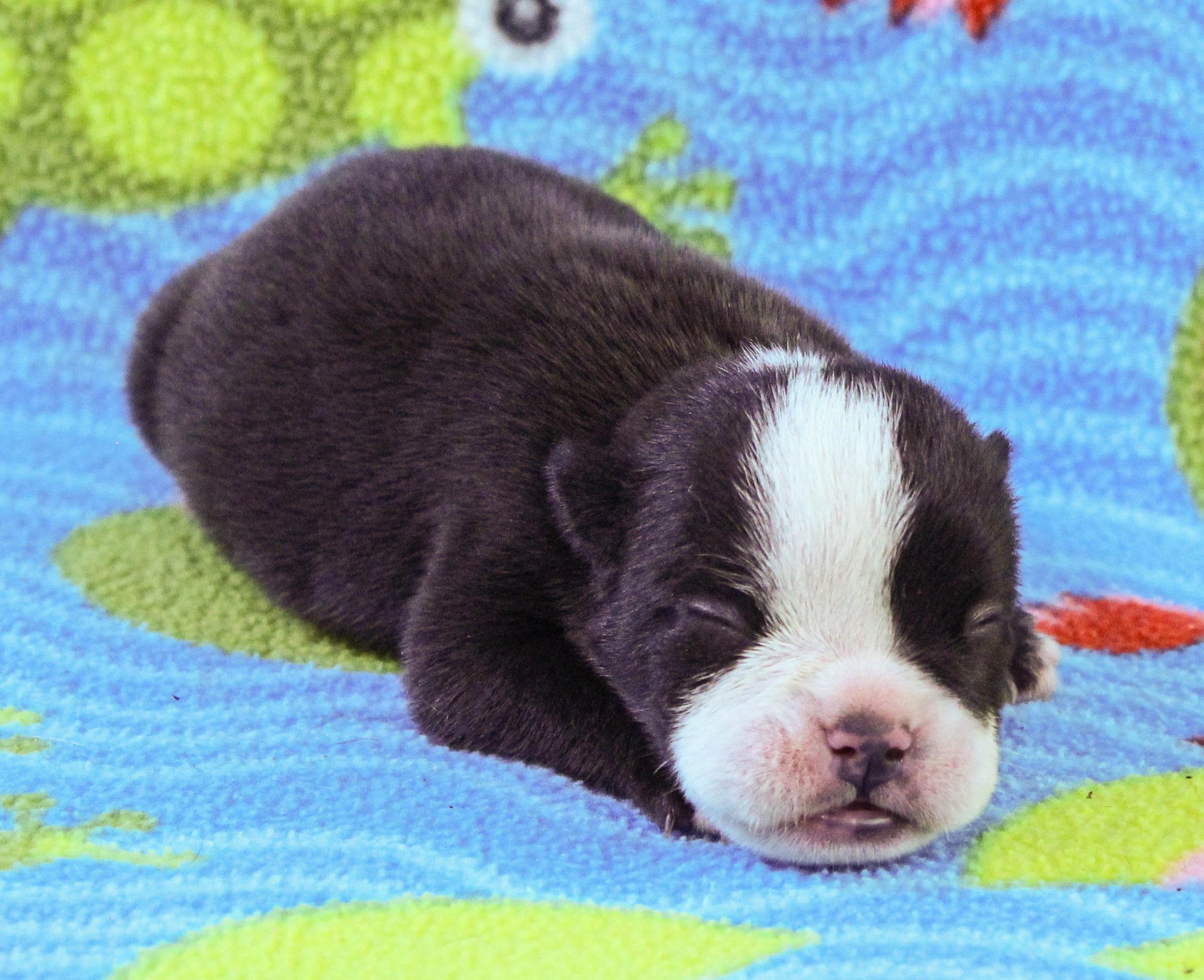 Home of the Smaller AKC English Bulldog Puppies - Newbies