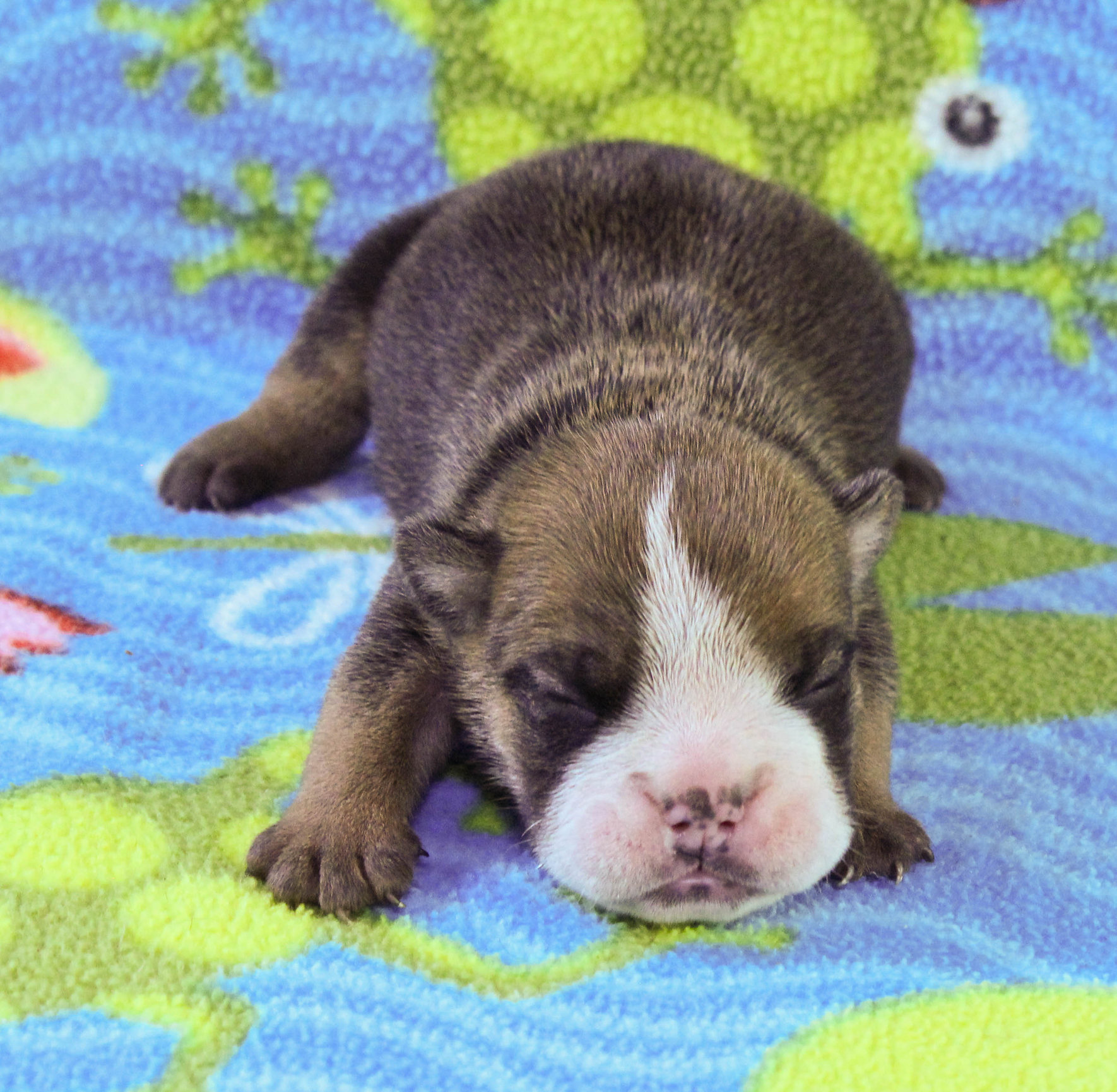 Home of the Smaller AKC English Bulldog Puppies - Newbies