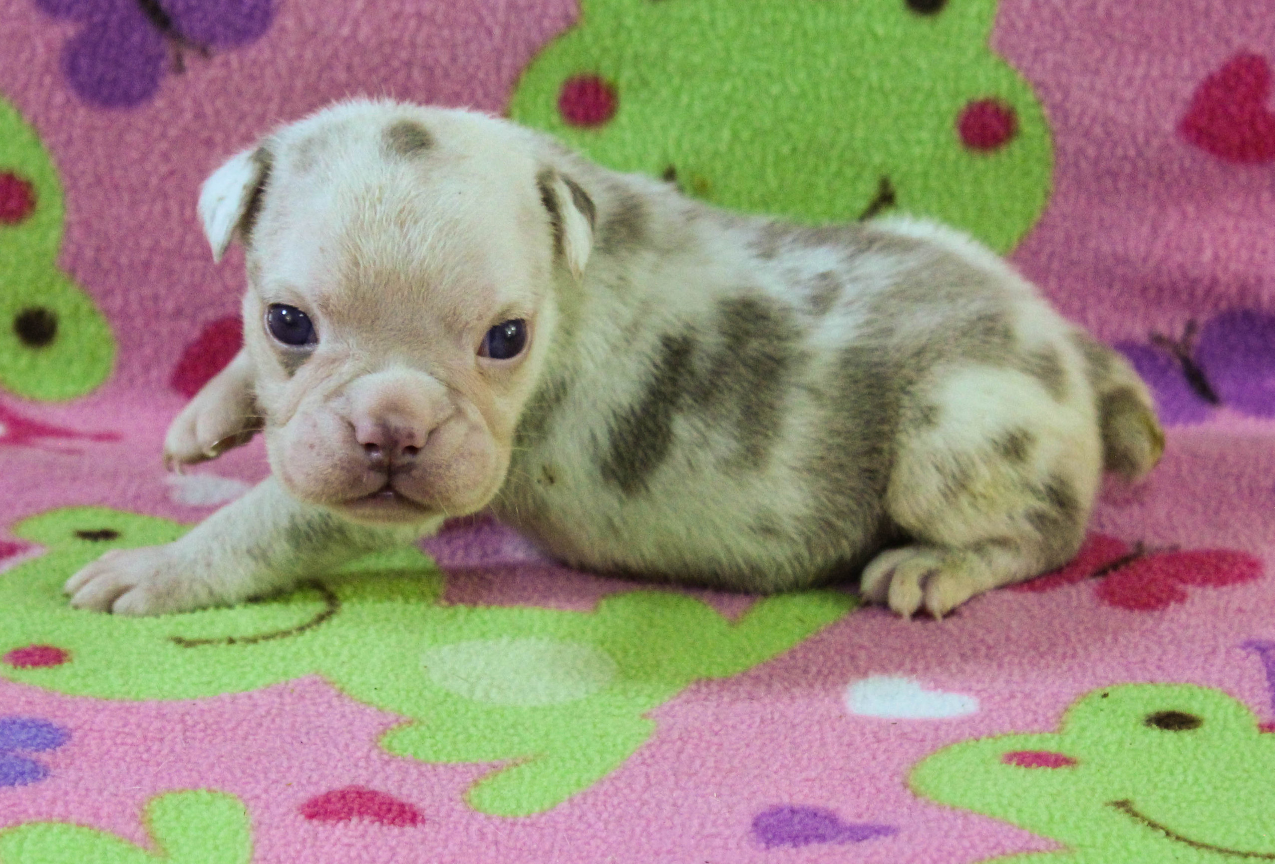 Home of the Smaller AKC English Bulldog Puppies - Newbies