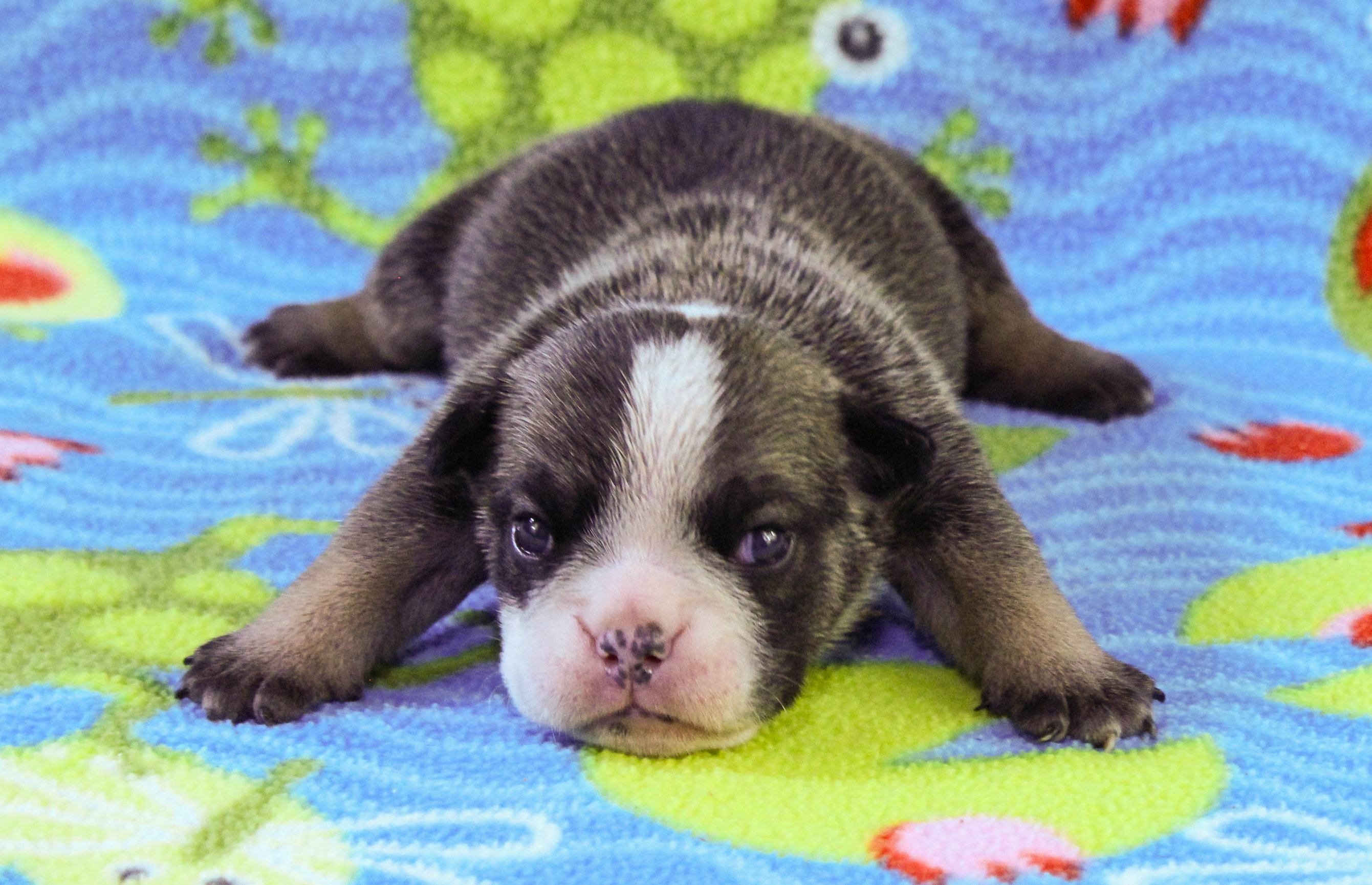 Home of the Smaller AKC English Bulldog Puppies - Newbies