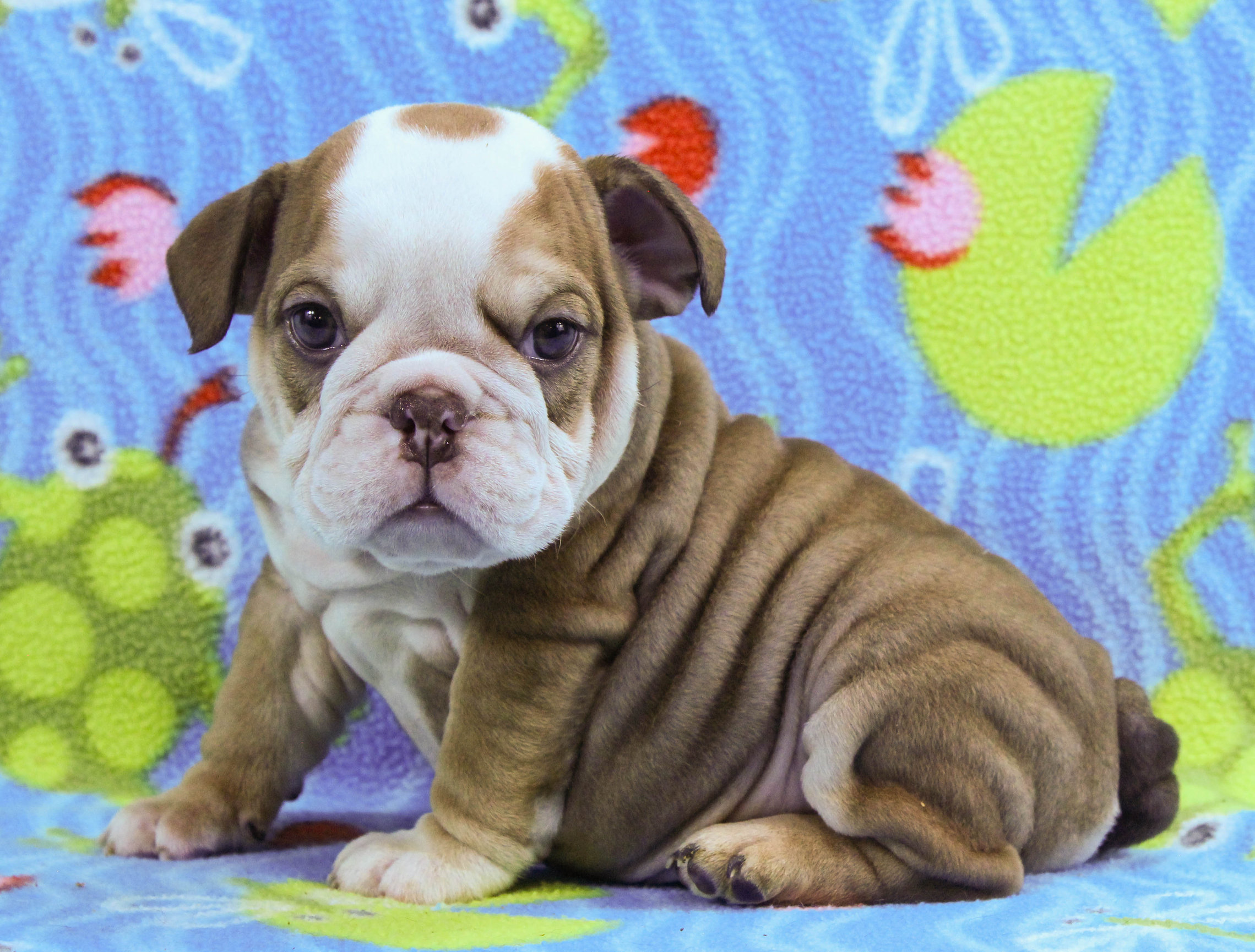 Home of the Smaller AKC English Bulldog Puppies - Newbies