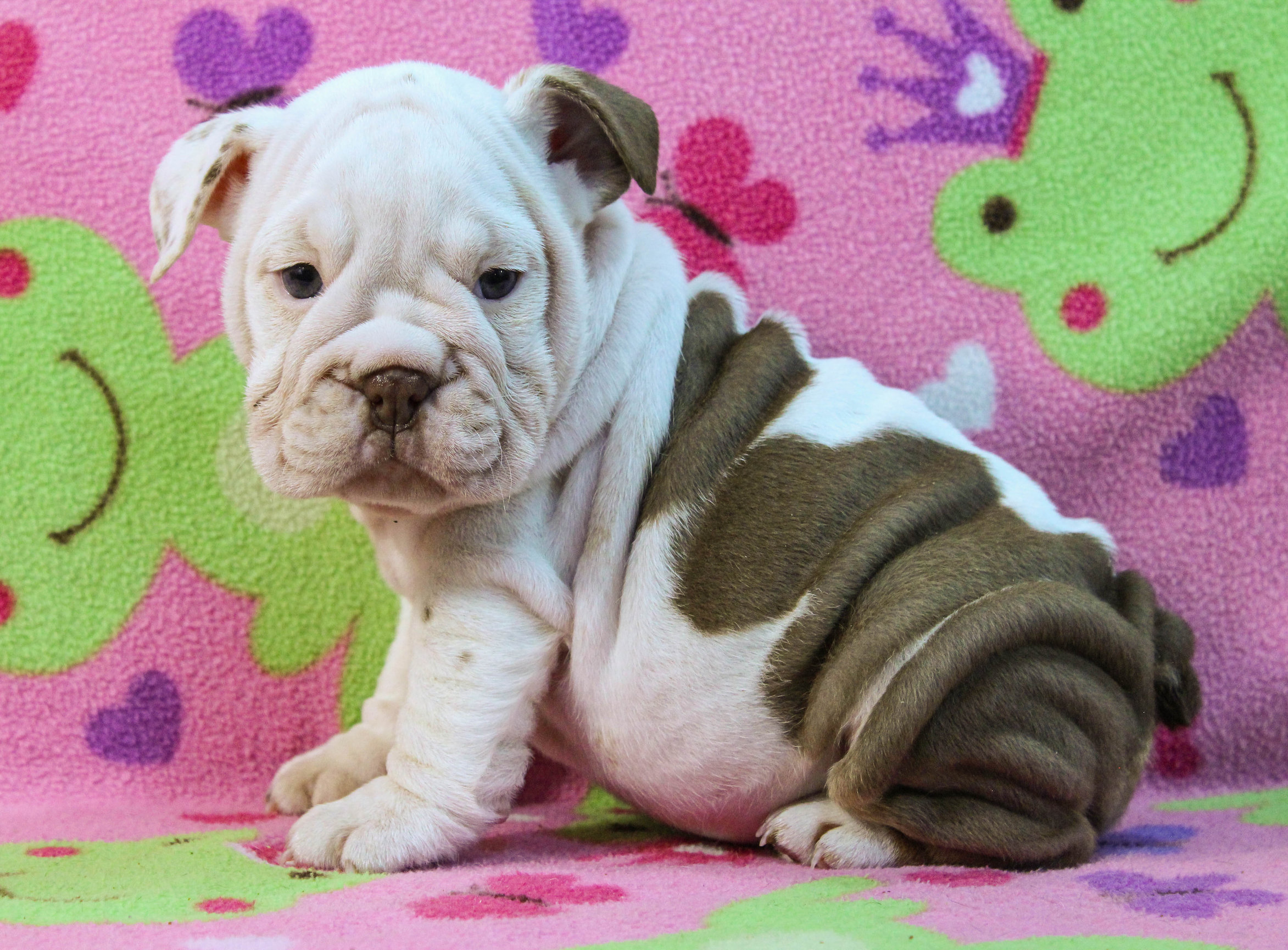 Home of the Smaller AKC English Bulldog Puppies - Newbies