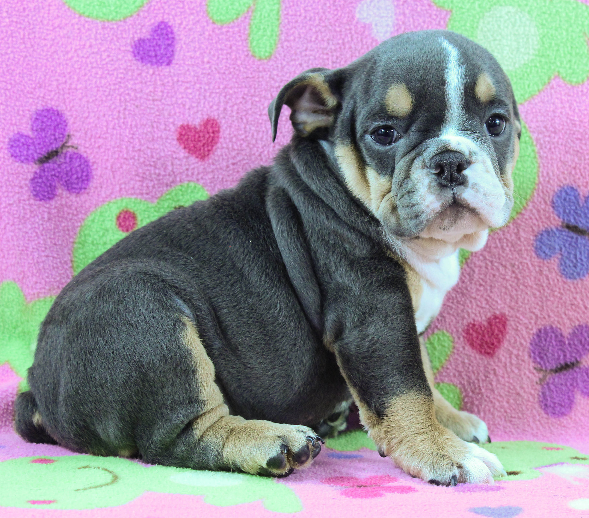 Home of the Smaller AKC English Bulldog Puppies - Newbies