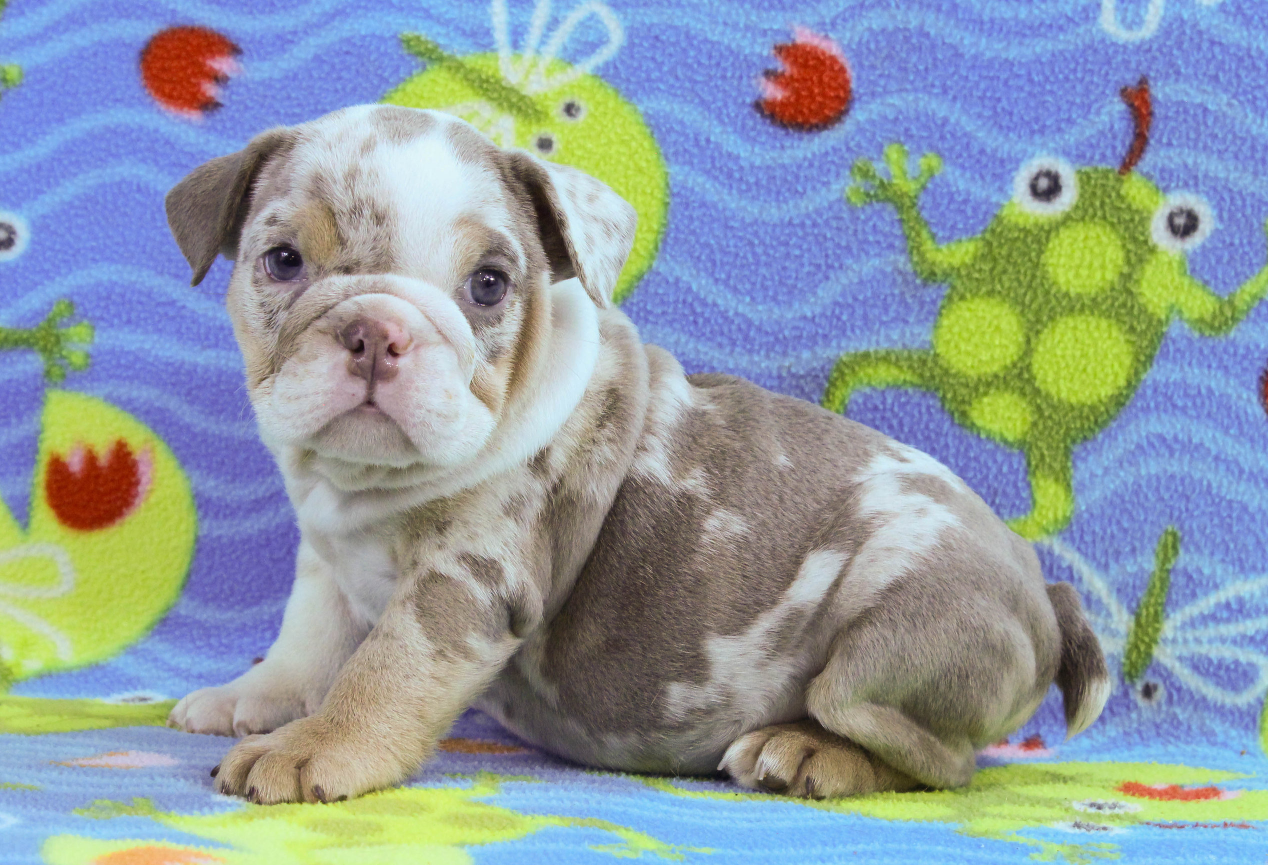 Home of the Smaller AKC English Bulldog Puppies - Newbies