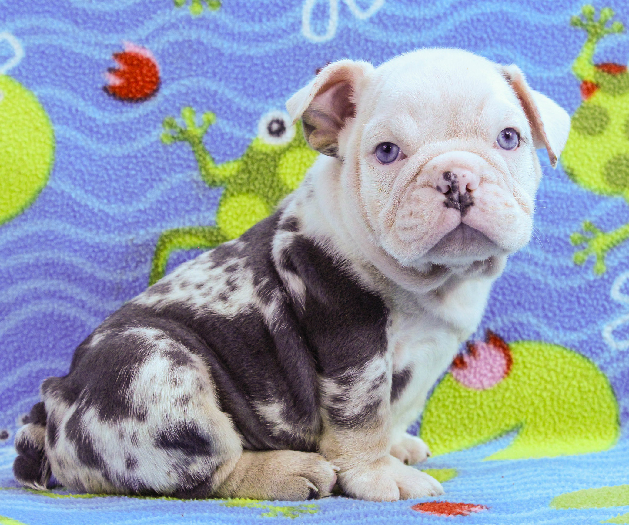 Home of the Smaller AKC English Bulldog Puppies - Newbies