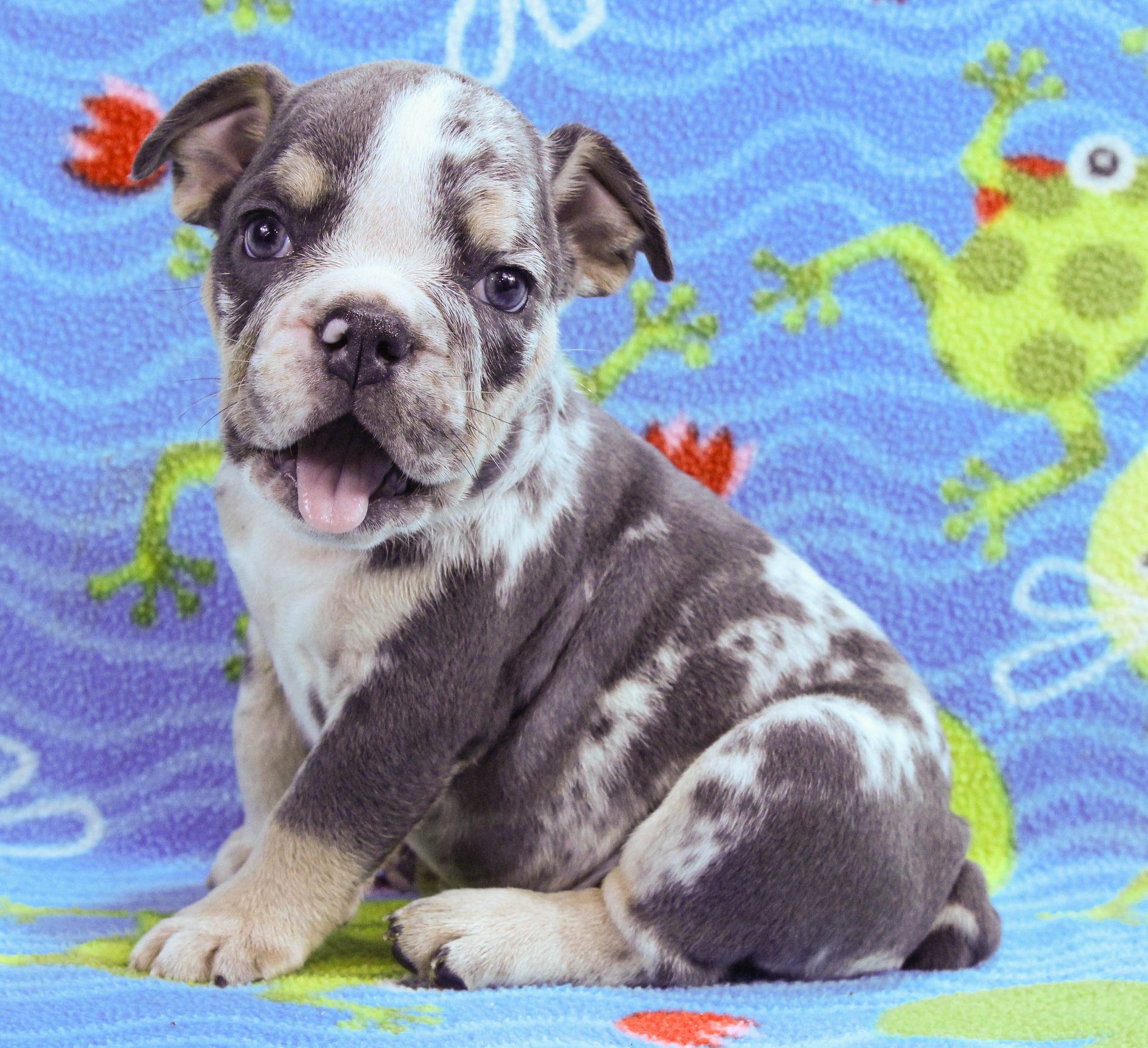 Home of the Smaller AKC English Bulldog Puppies - Newbies
