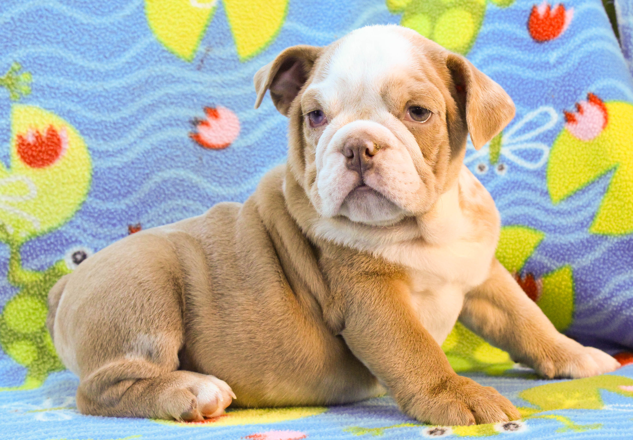 Home of the Smaller AKC English Bulldog Puppies - Newbies