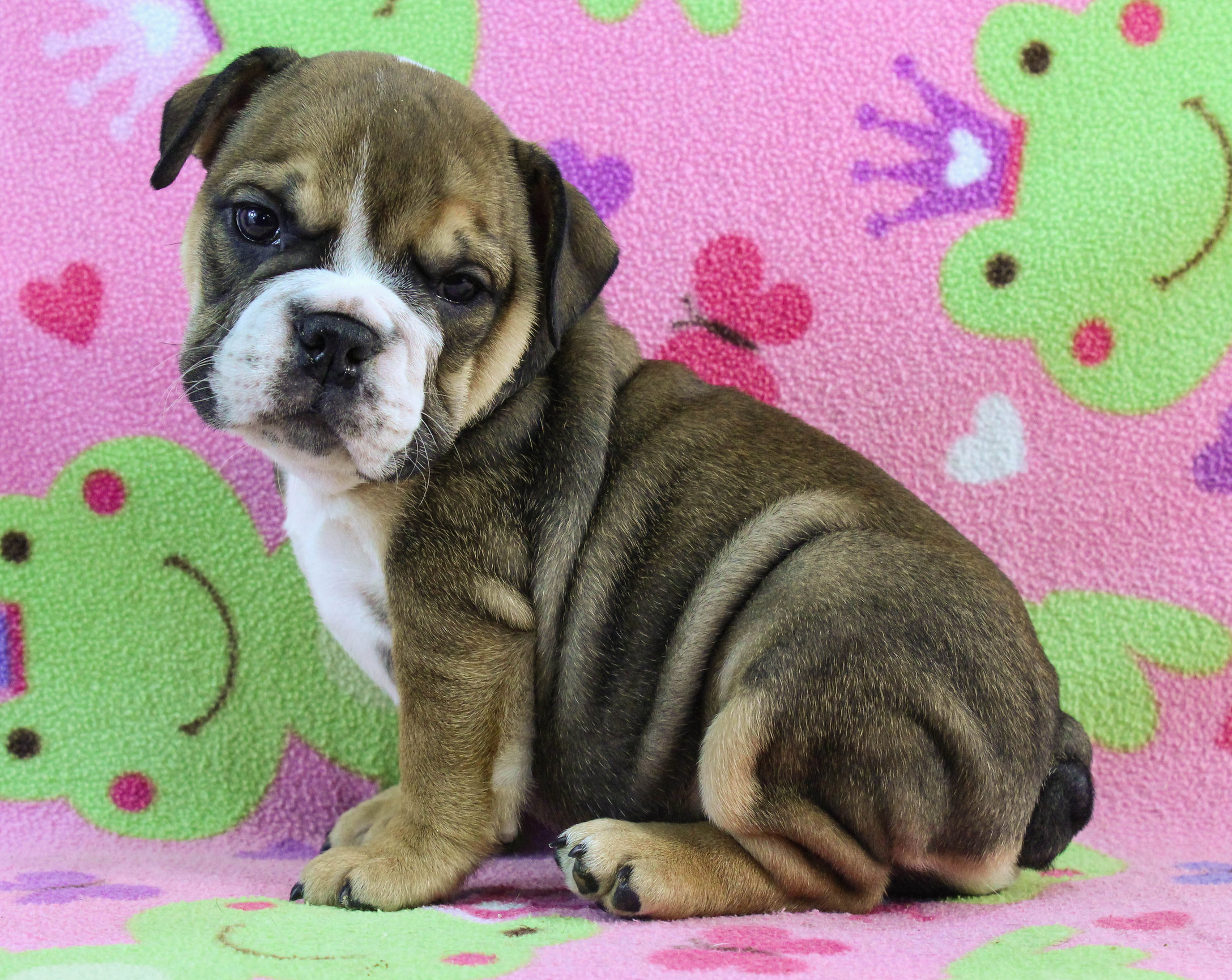 Home of the Smaller AKC English Bulldog Puppies - Newbies