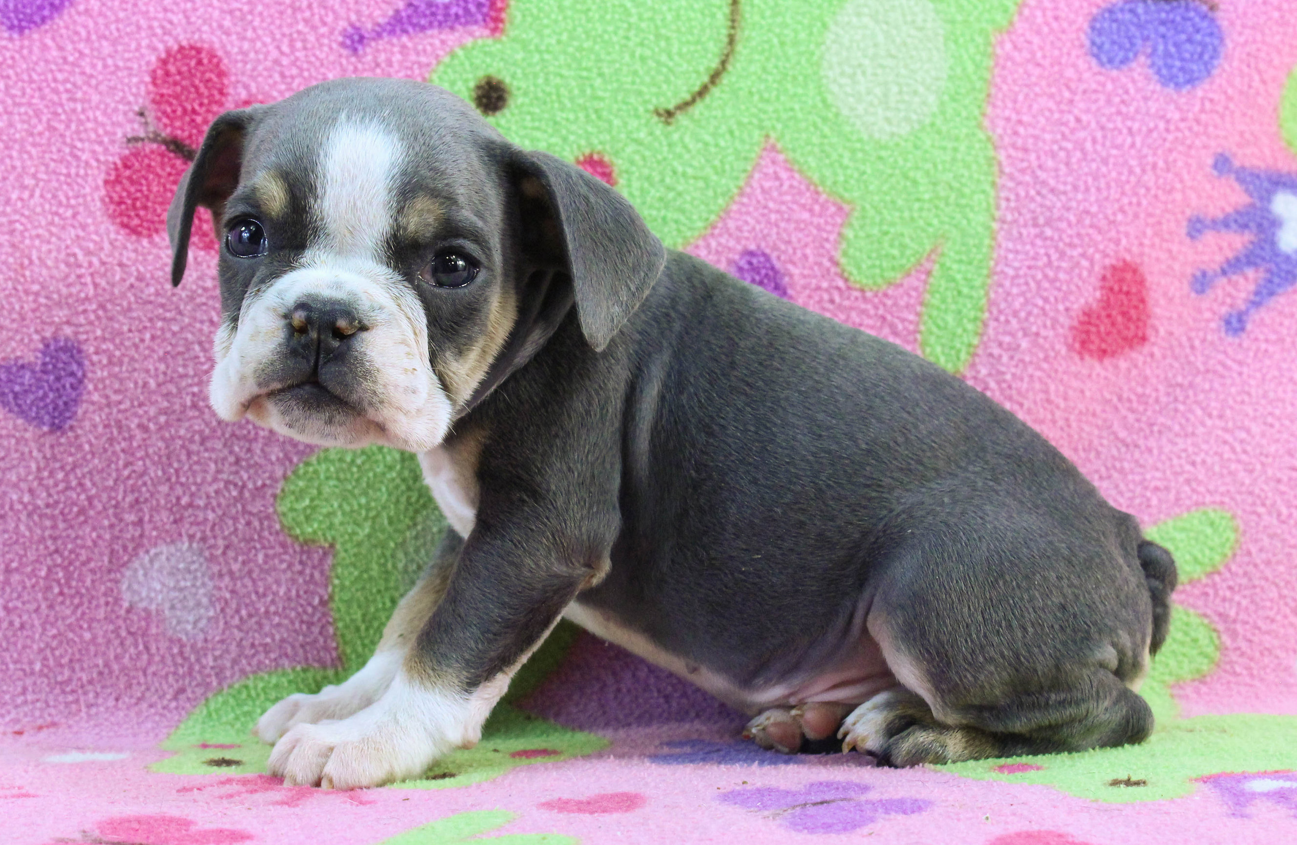 Home of the Smaller AKC English Bulldog Puppies - Newbies
