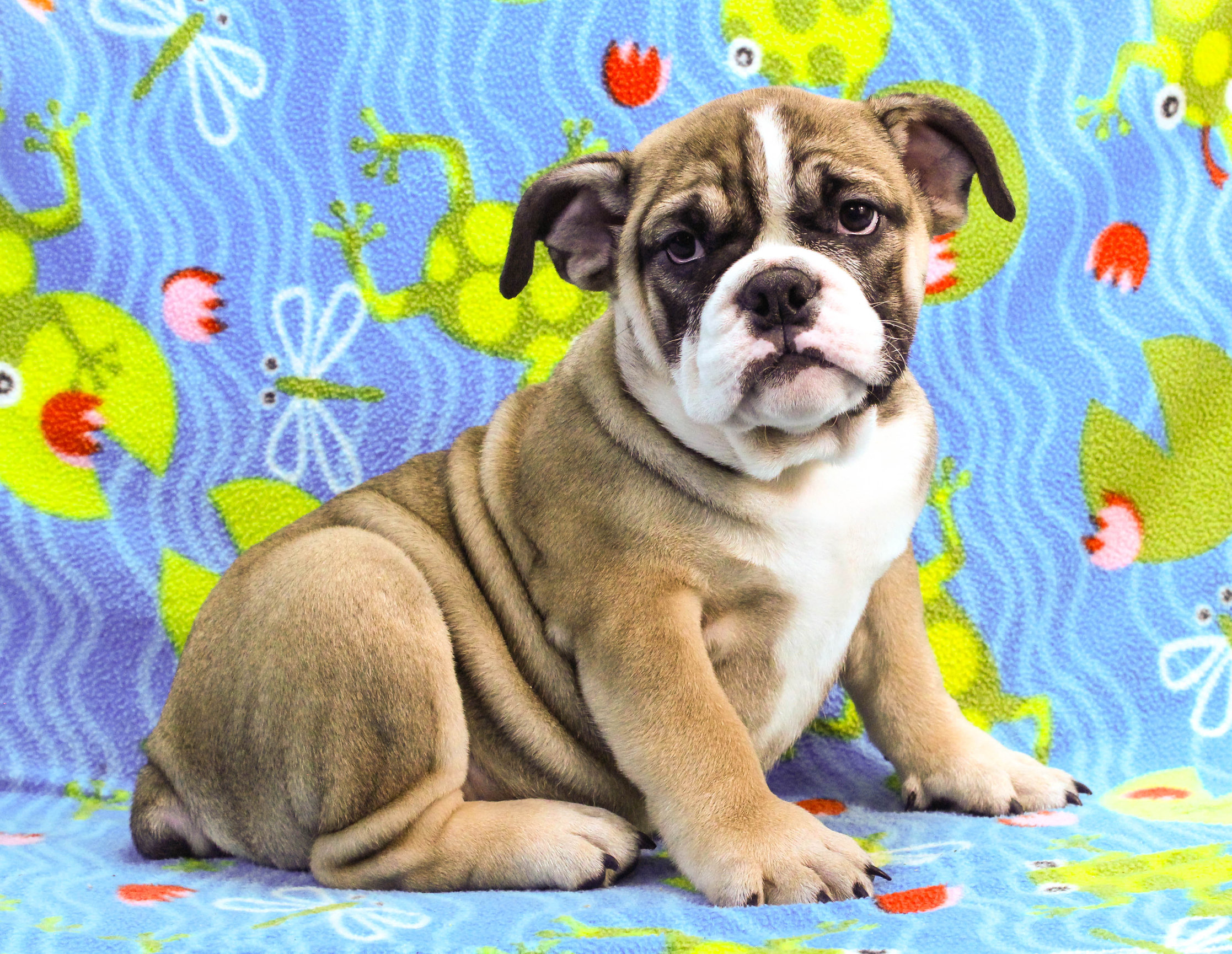 Home of the Smaller AKC English Bulldog Puppies - Newbies